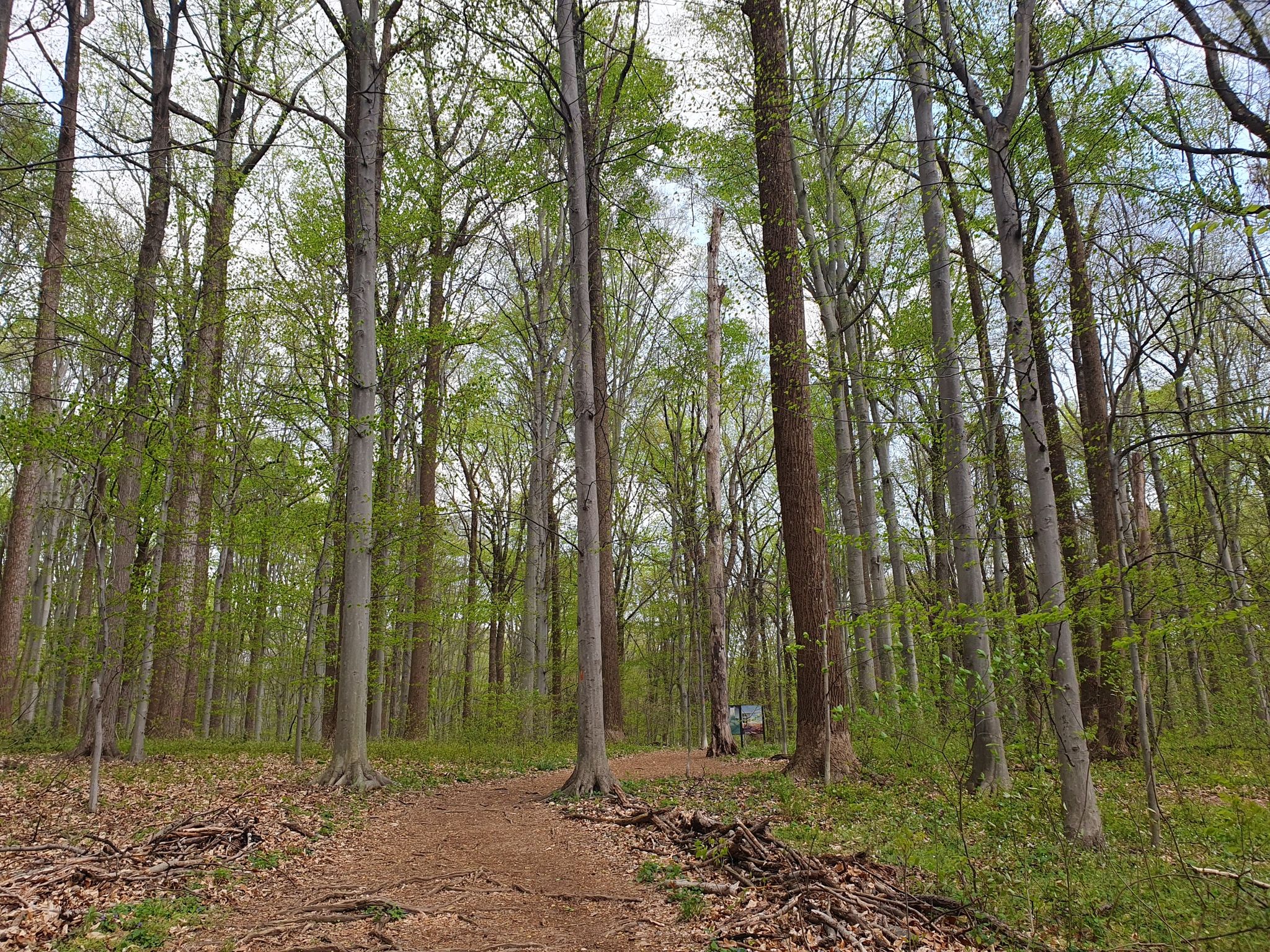 Tall, slender trees with light green leaves line a forest path. - Potomac Heritage and Seneca Park Loop