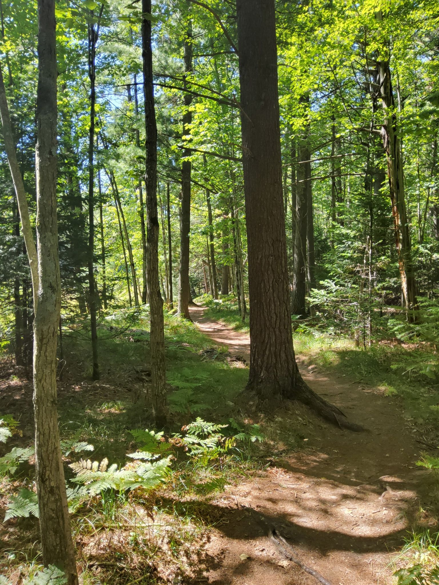 A sun-dappled dirt path winds through a dense forest with tall trees. - Boardman River loop from Brown Bridge Quiet Area