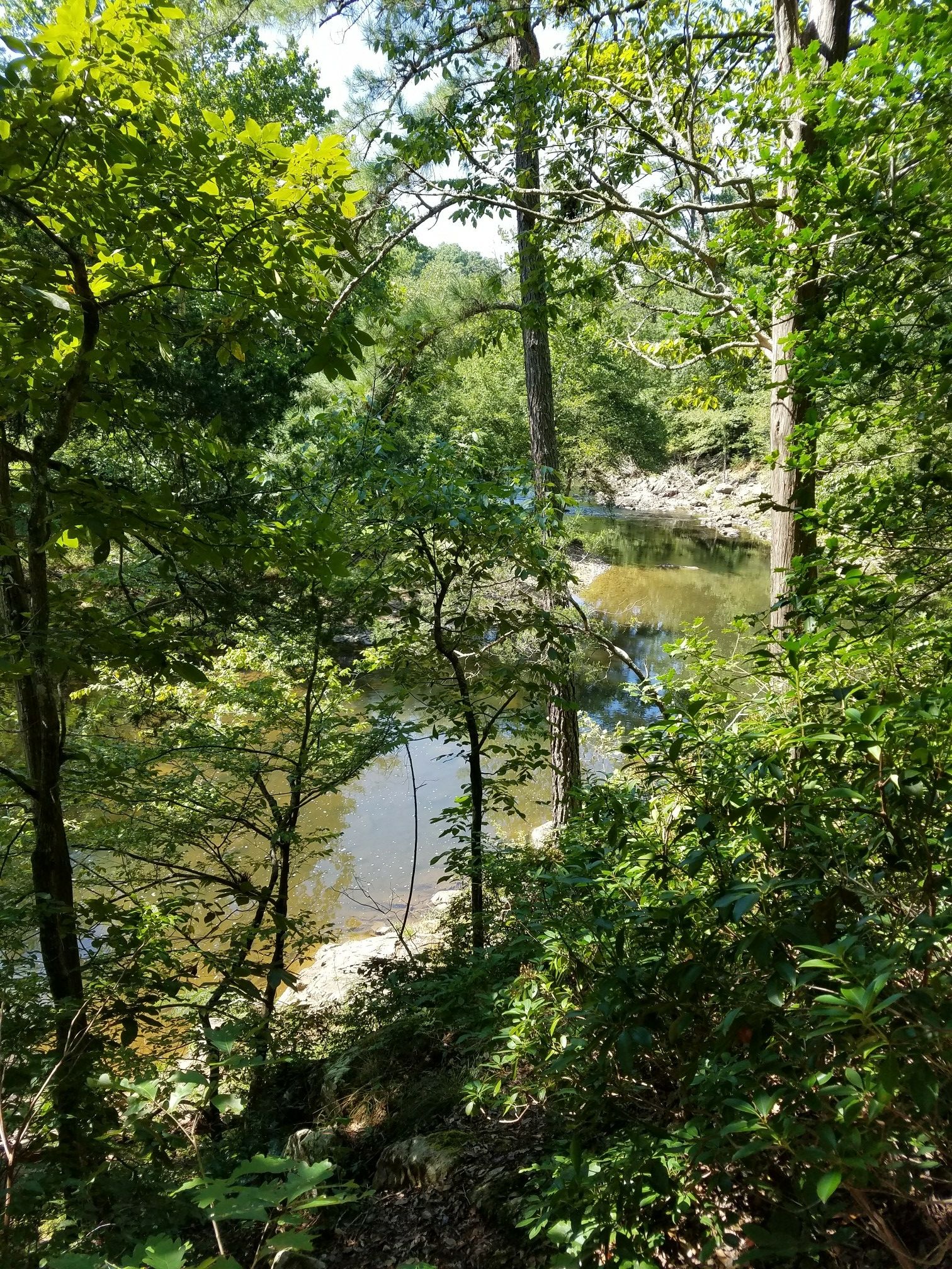 A river seen through dense green foliage, with bright sunlight on the water. - Laurel Bluffs Trail