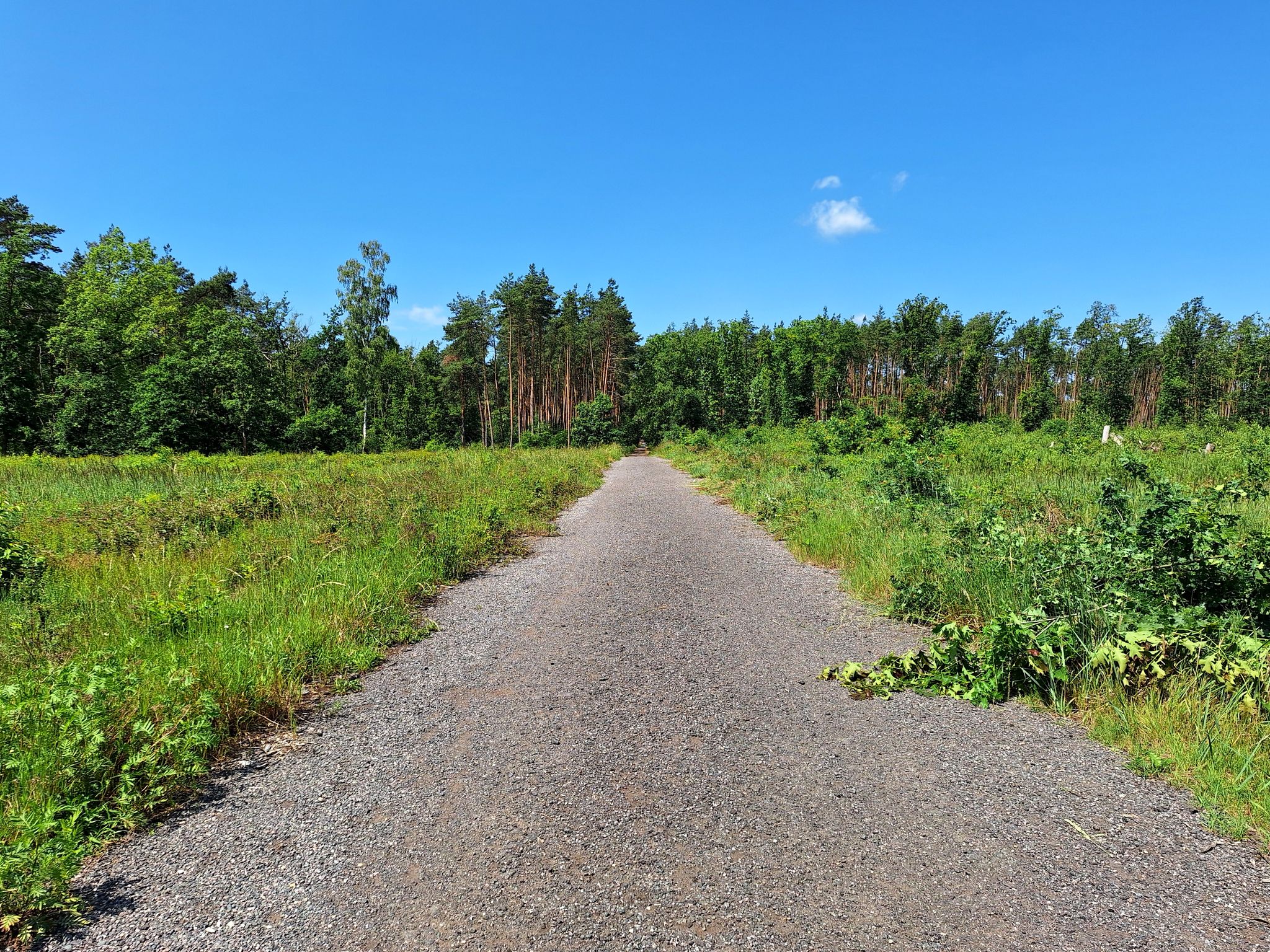 wieder rein in den Wald