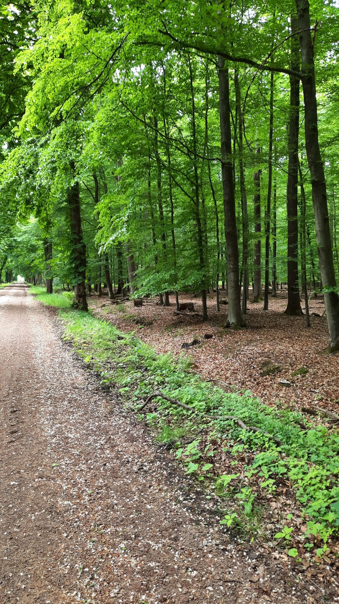 traumhafter Weg durch den Wald zwischen Revena und Wiegersen