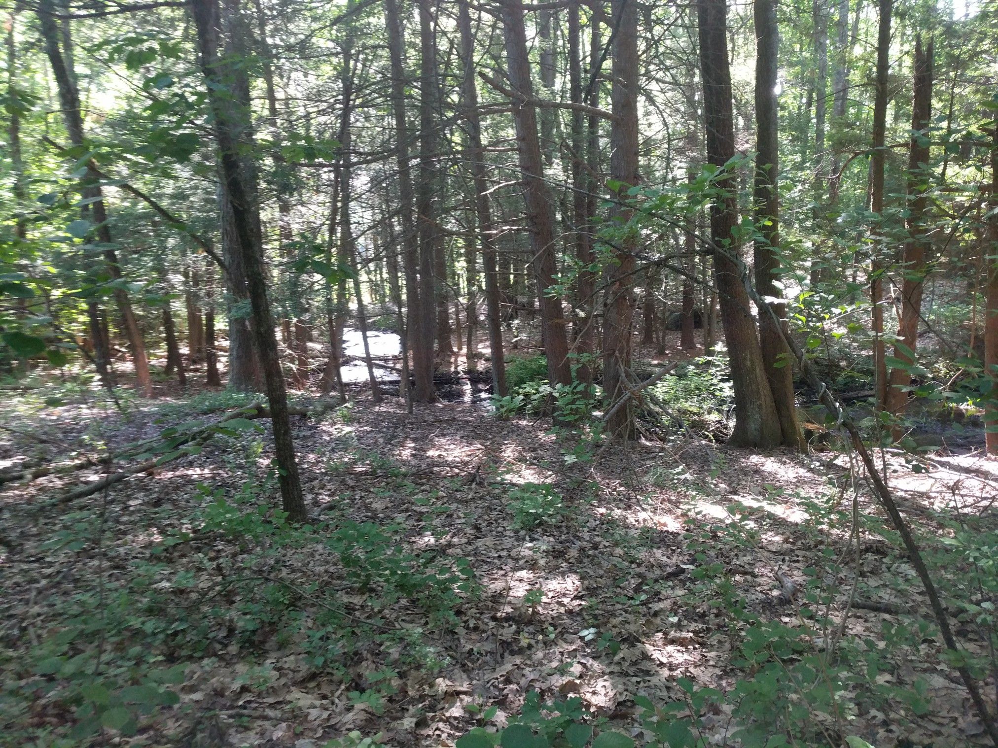 Dappled sunlight illuminates a forest floor with tall trees and distant water. - Broadmoor Wildlife Sanctuary Trails