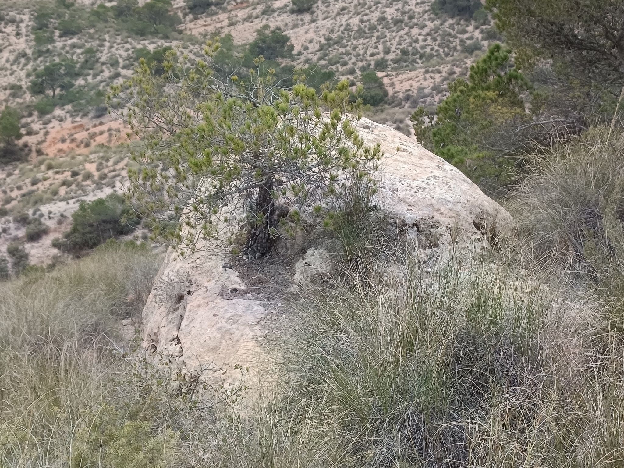Kiefer im Felsen