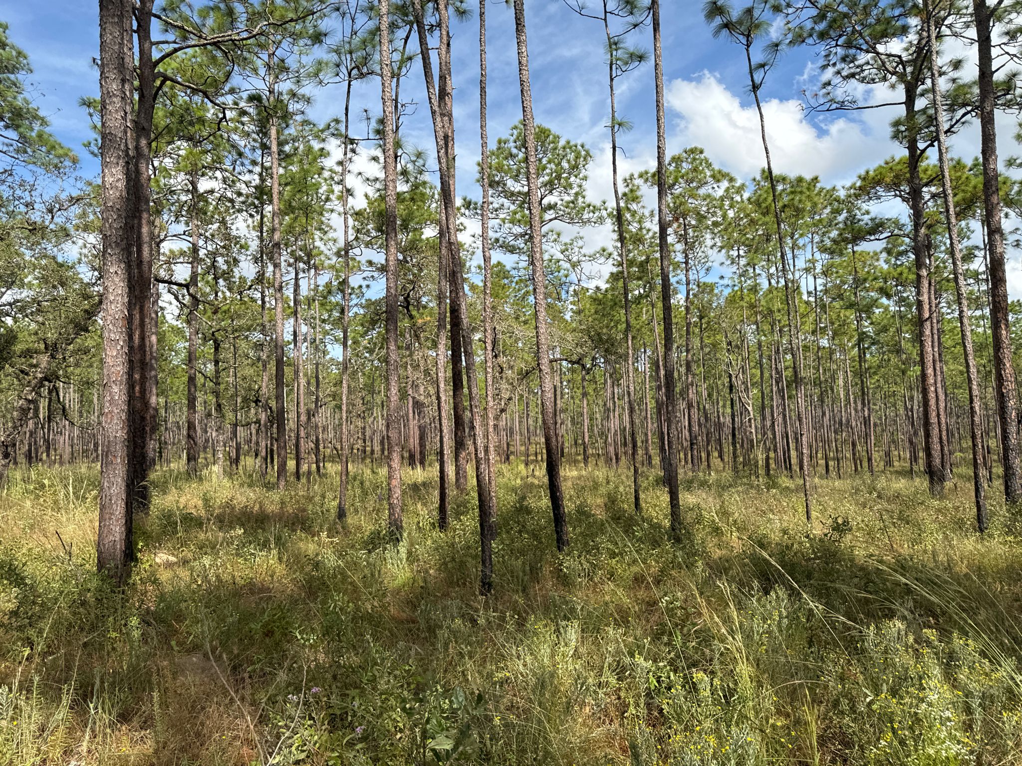Tall pine trees stand in a sunlit forest with grassy undergrowth. - Tucker Hill Day Use Area loop