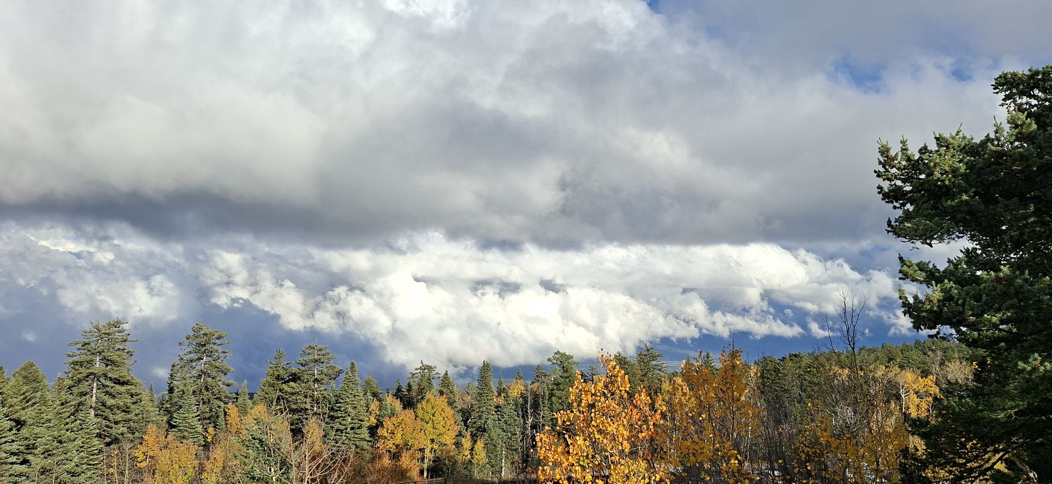 Forest with autumn trees under dramatic, cloudy skies. - North Crest Trail