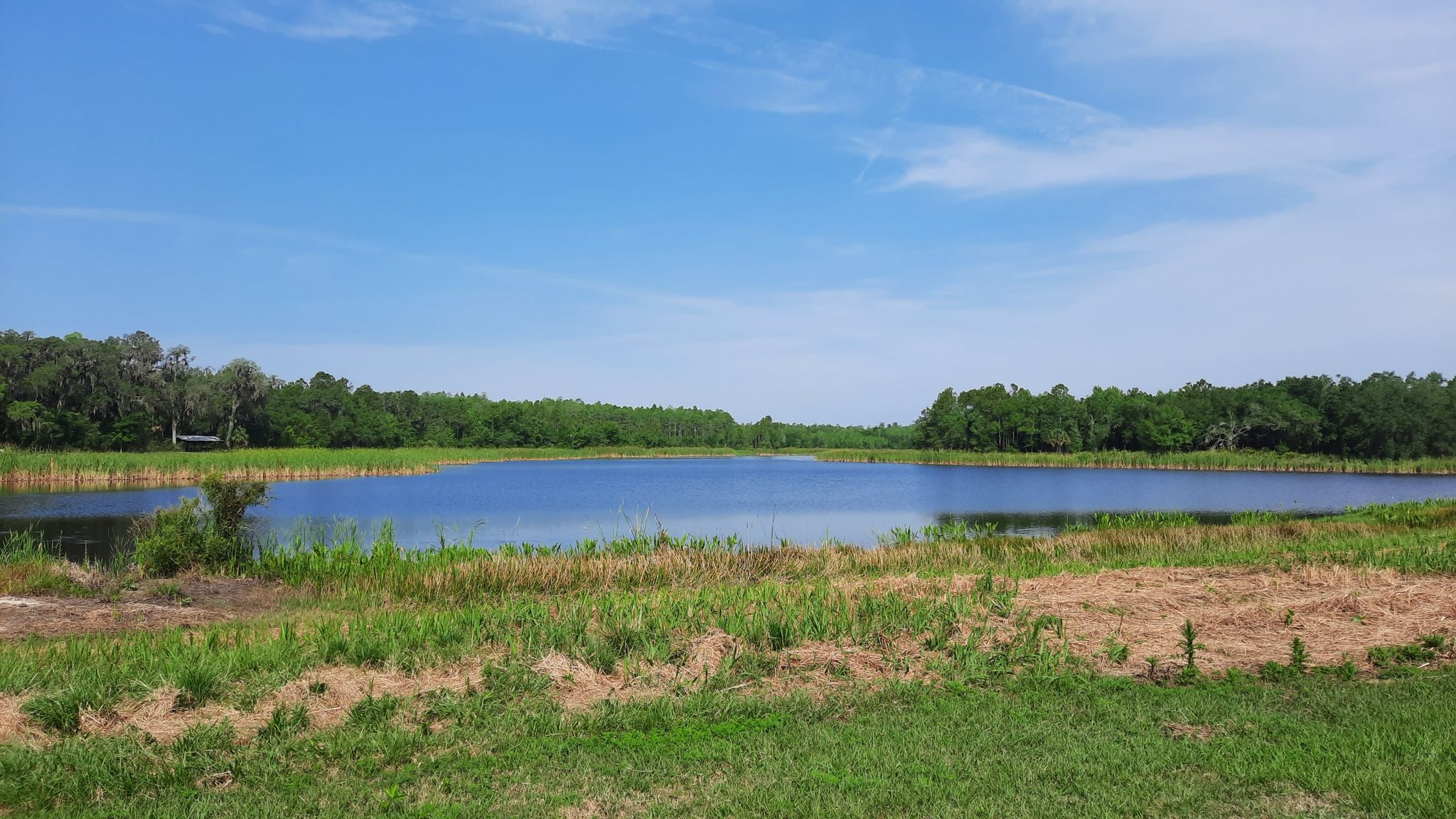 Bright sunny day over a calm lake surrounded by green grass and distant trees. - Green Swamp Wilderness Preserve loop