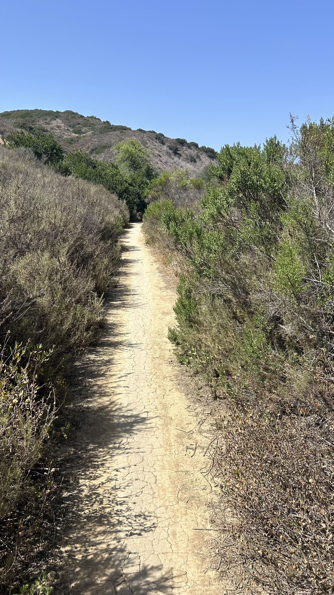 Straight dirt path through dense green and brown shrubs under clear sky. - Carmel Mountain loop from Sorrento Valley