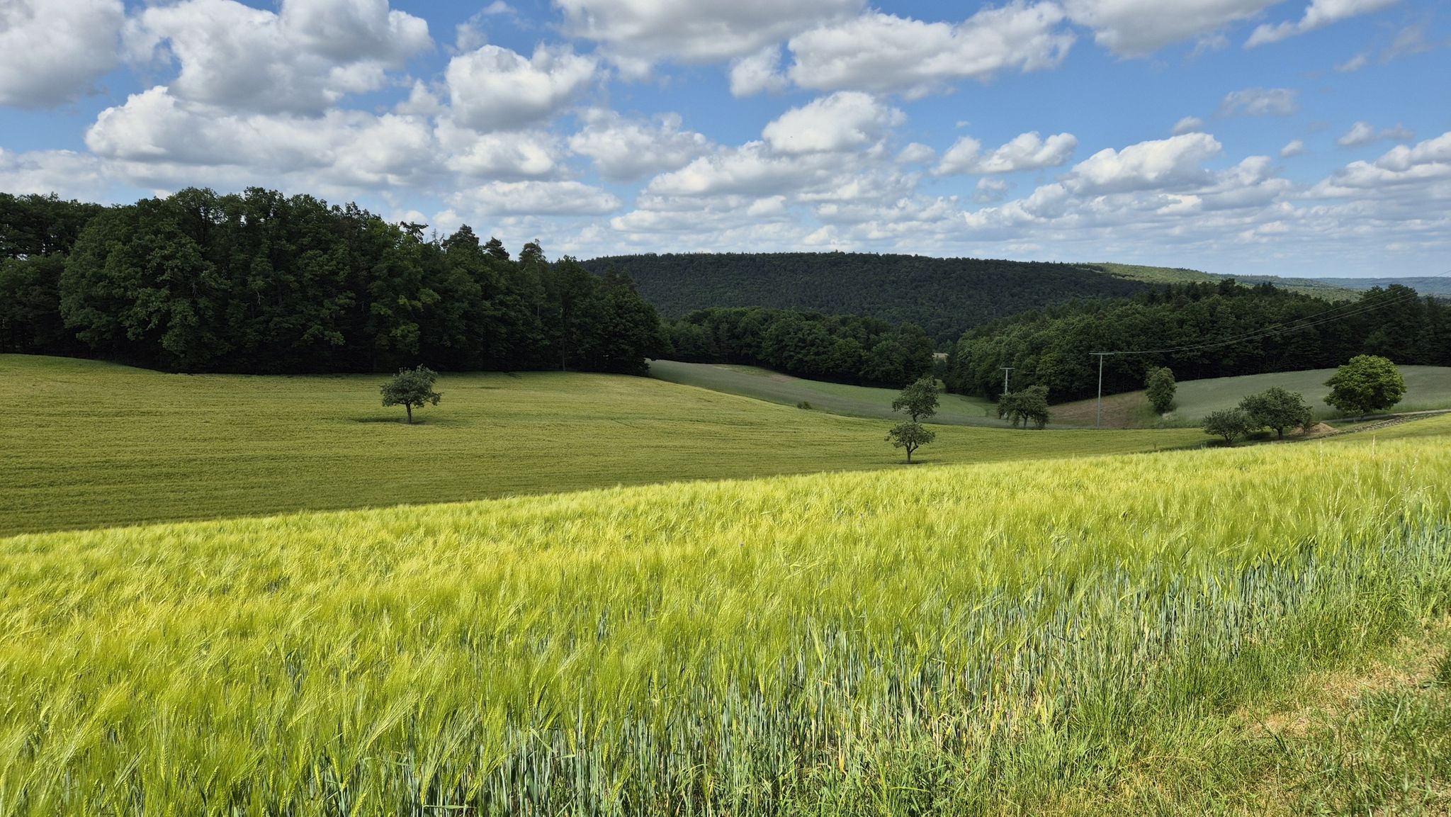 "Die alten Birnen"