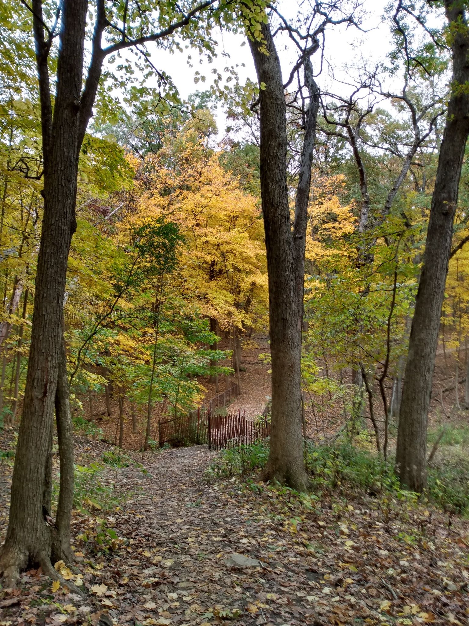 Forest path descends towards a small bridge amidst colorful autumn trees. - Palos Yellow and Orange Trail Loop