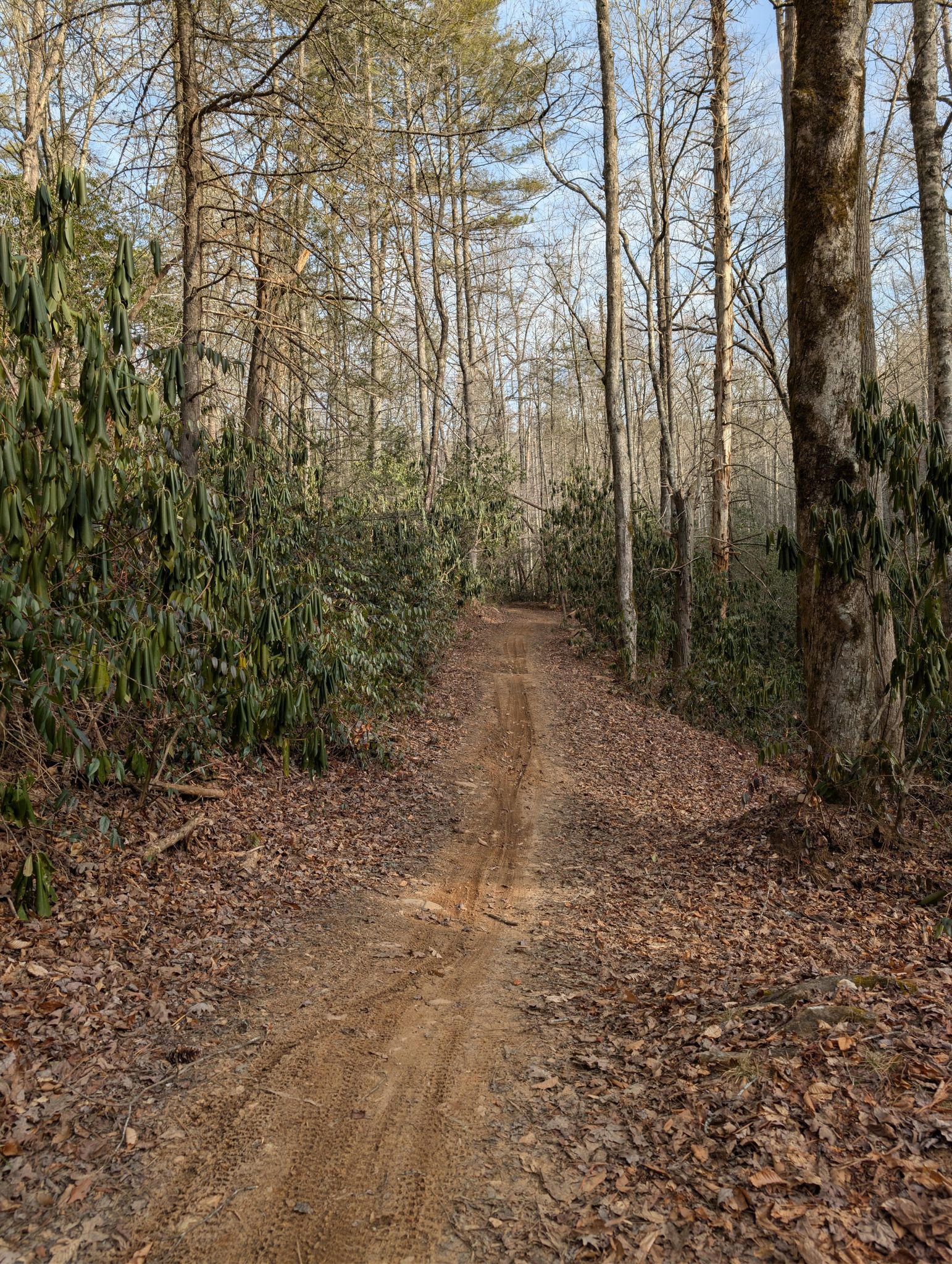 Wide dirt trail through a winter forest with bare trees and fallen leaves. - Davidson River – Davidson River loop from Davidson River