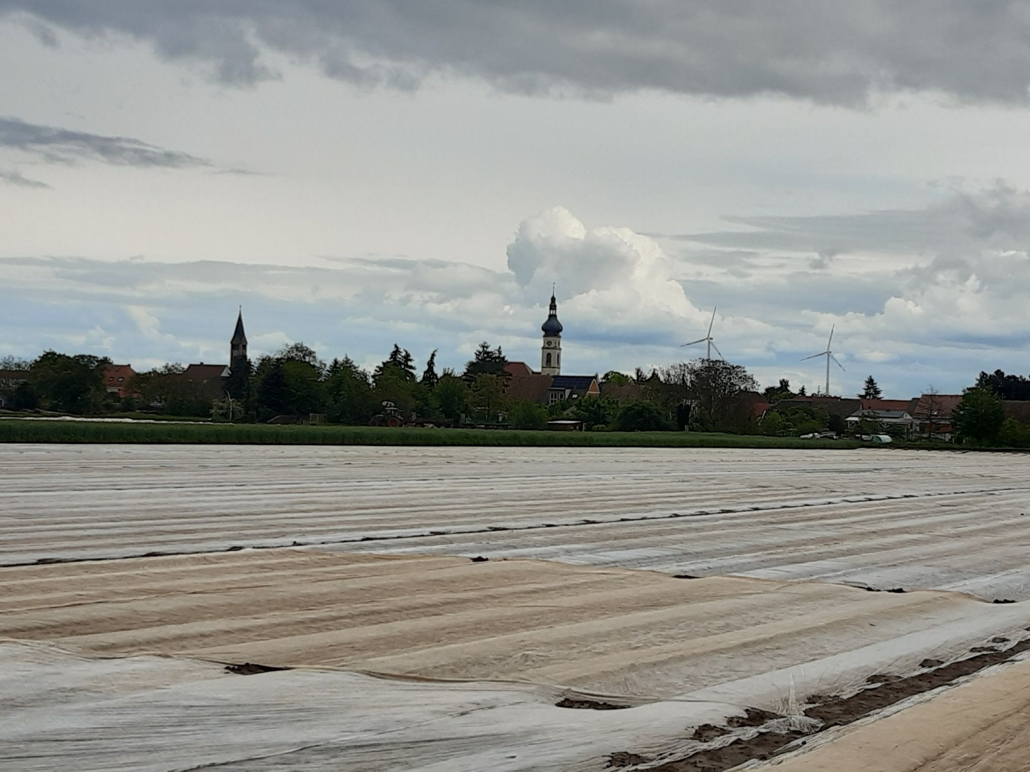 Cristo was here- oder die verpacken das Gemüse hier schon gleich auf dem Feld.