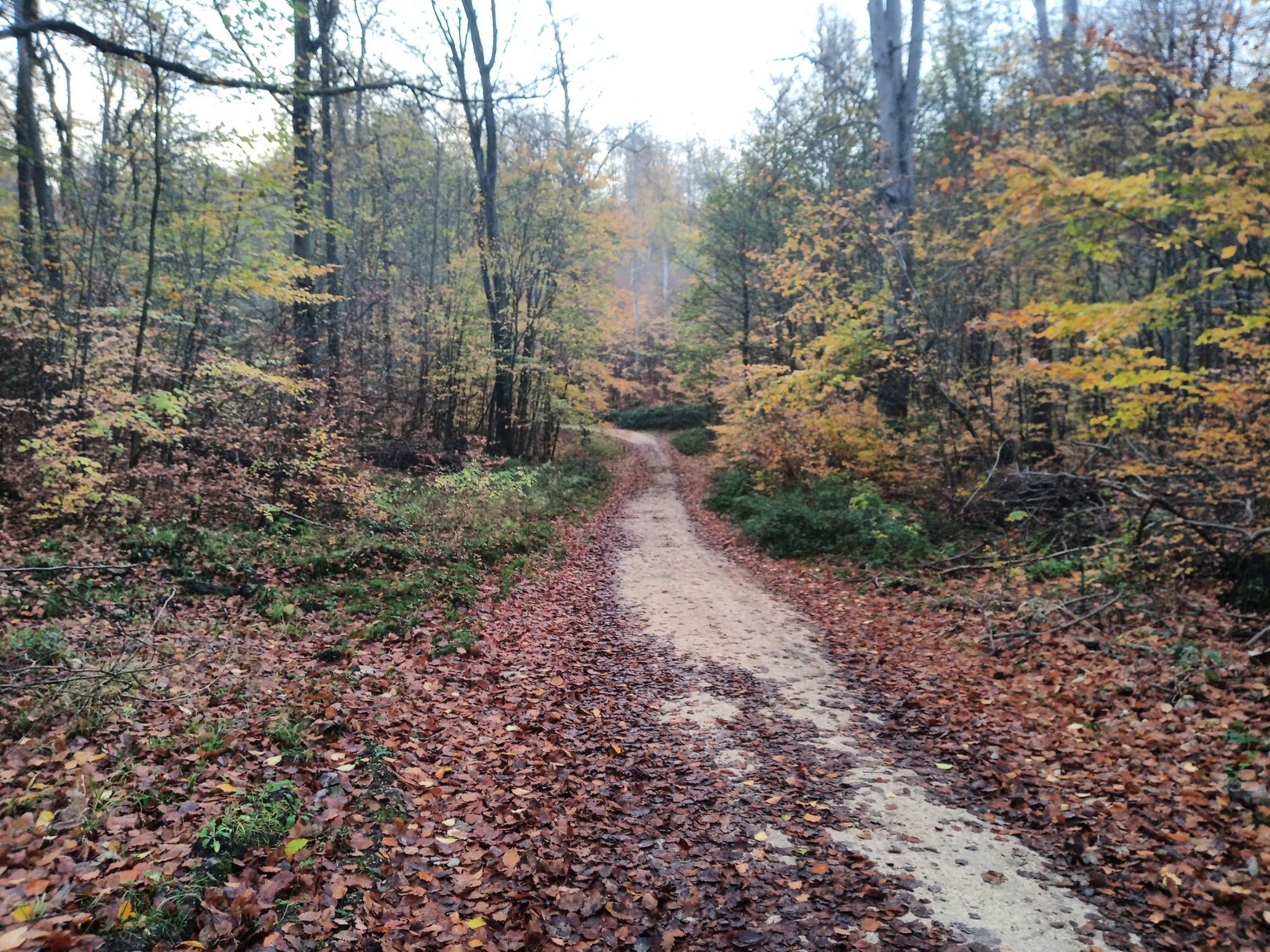 Forstweg