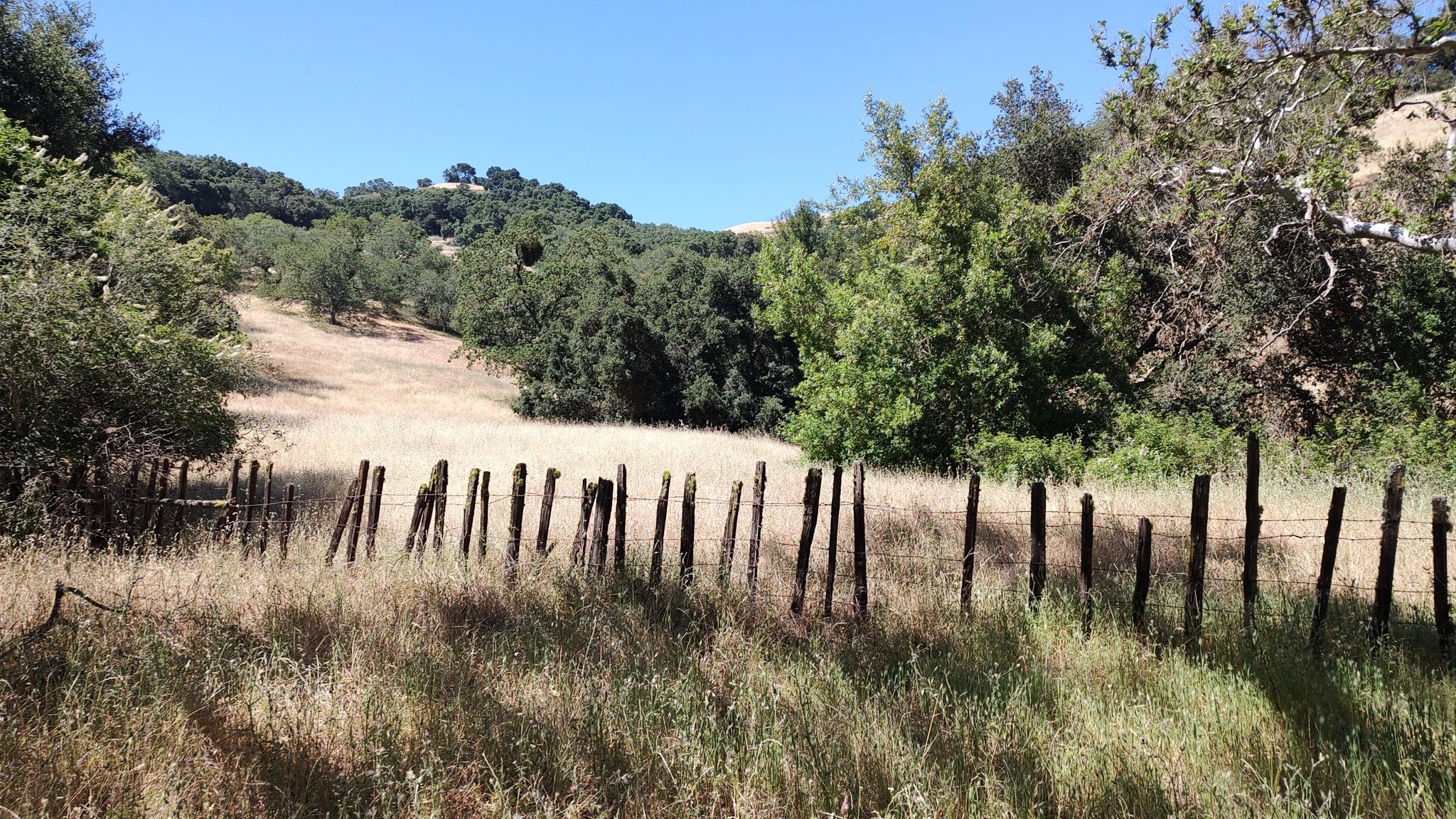 Wooden fence in a sunlit field of dry grass with green trees. - Bald Peaks and Longwall Canyon Loop