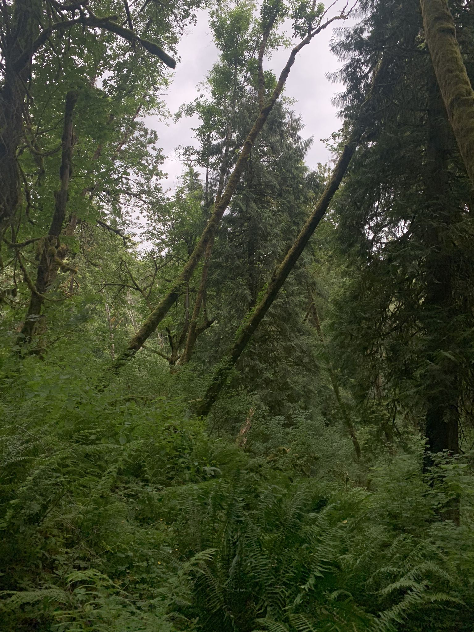 A lush, dense forest under an overcast sky, with tall trees and ferns. - Cedar Trail and West Horse Loop