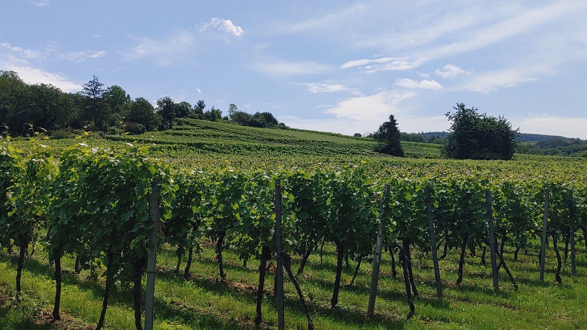 Rohrbacher Feld