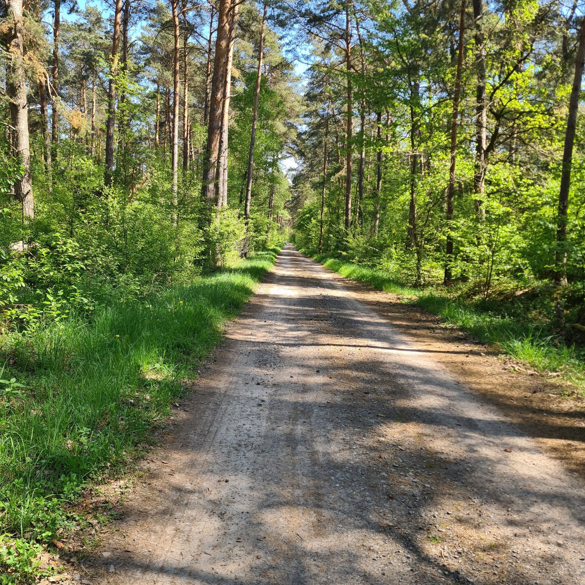 schöner Waldweg