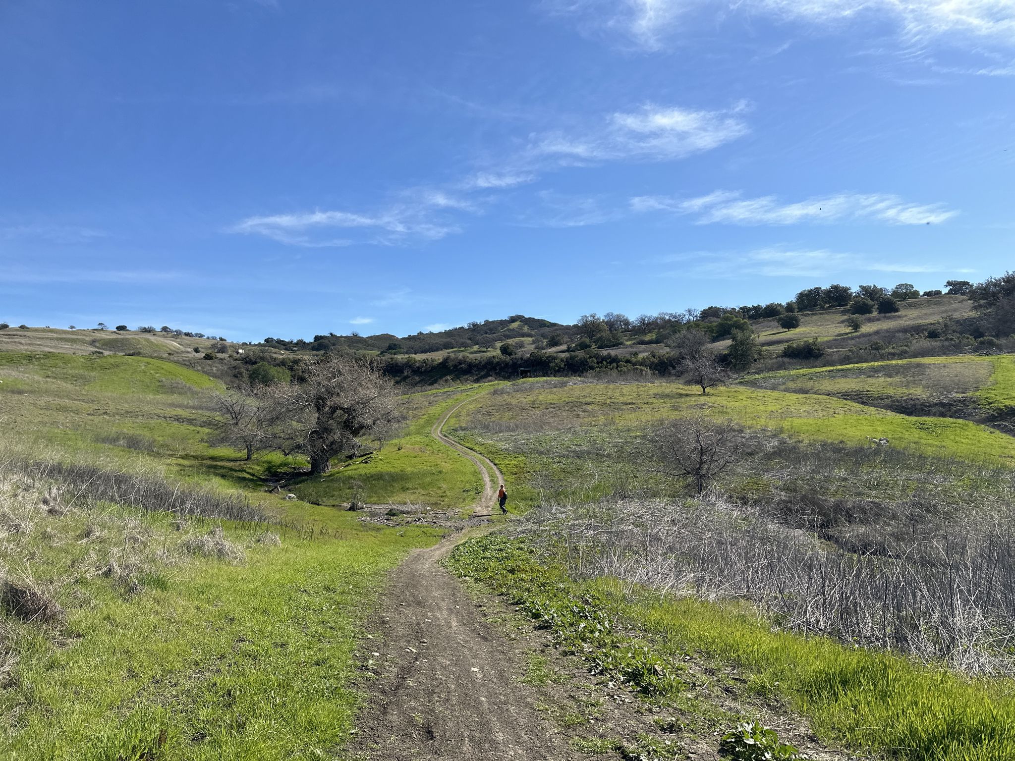 A person walks on a dirt path through bright green rolling hills. - Heather Farm & Lake – Old Borges Ranch loop from De La Salle High School