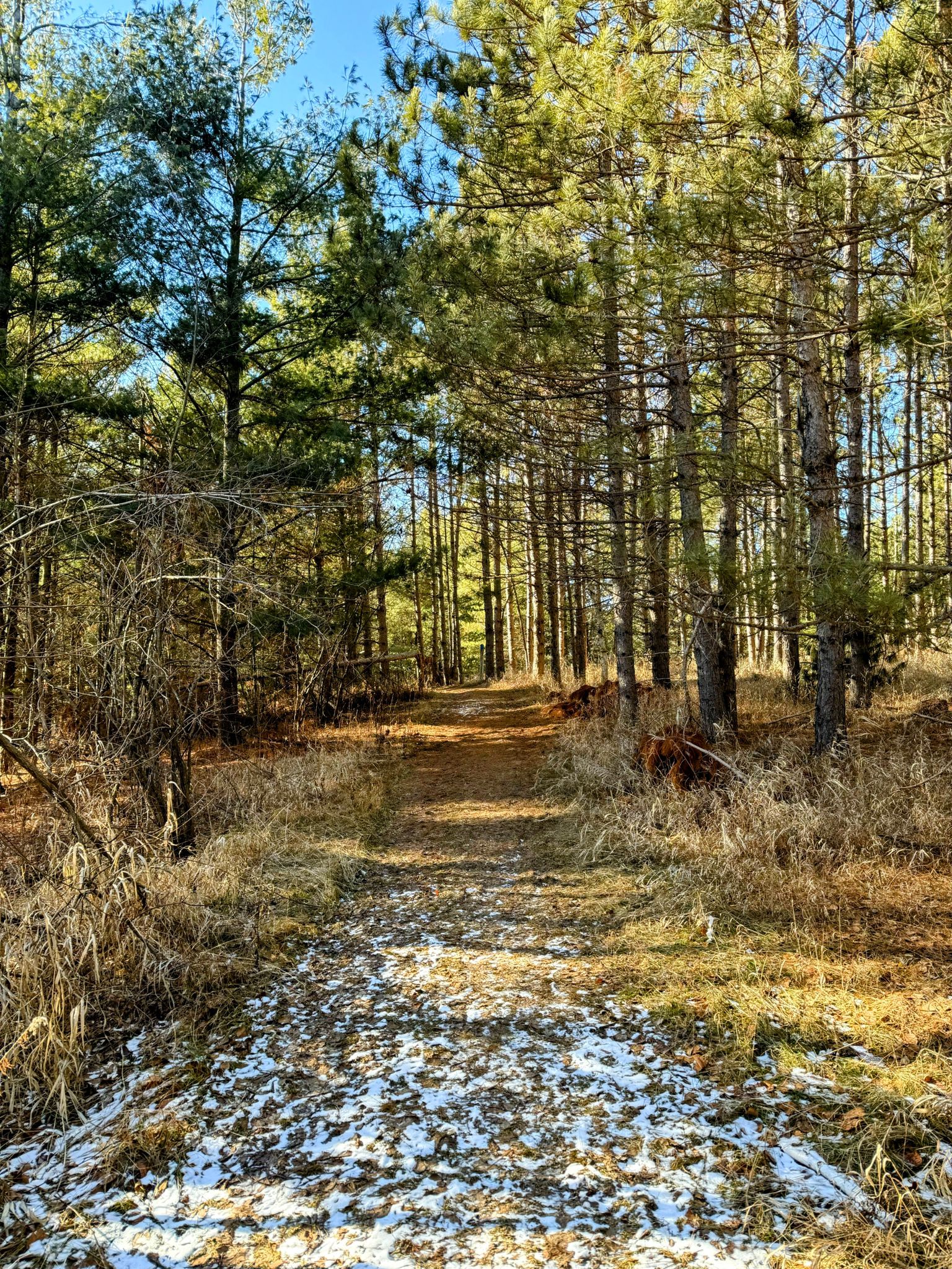 Sunny forest path with patches of snow, surrounded by tall pine trees. - Rolling Hills Trail