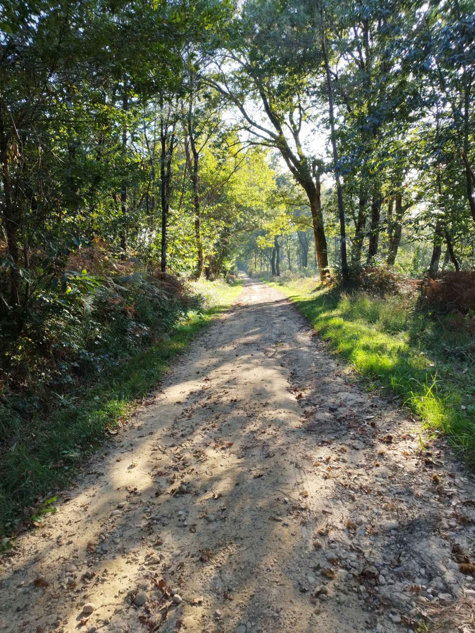 Sable et cailloux en sous-bois