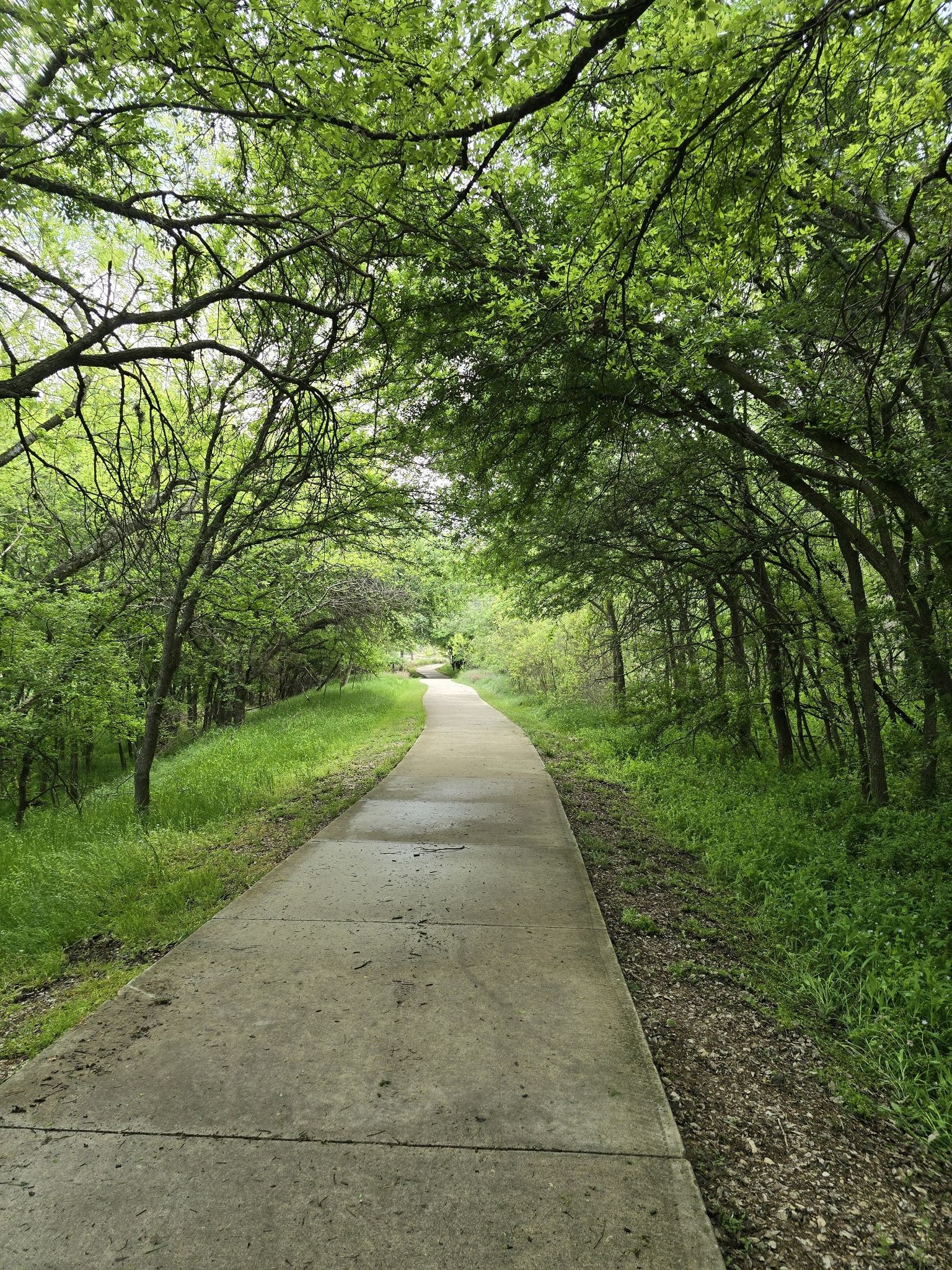 Paved path winding through a tunnel of lush green trees. - Culebra Creek Greenway Trail