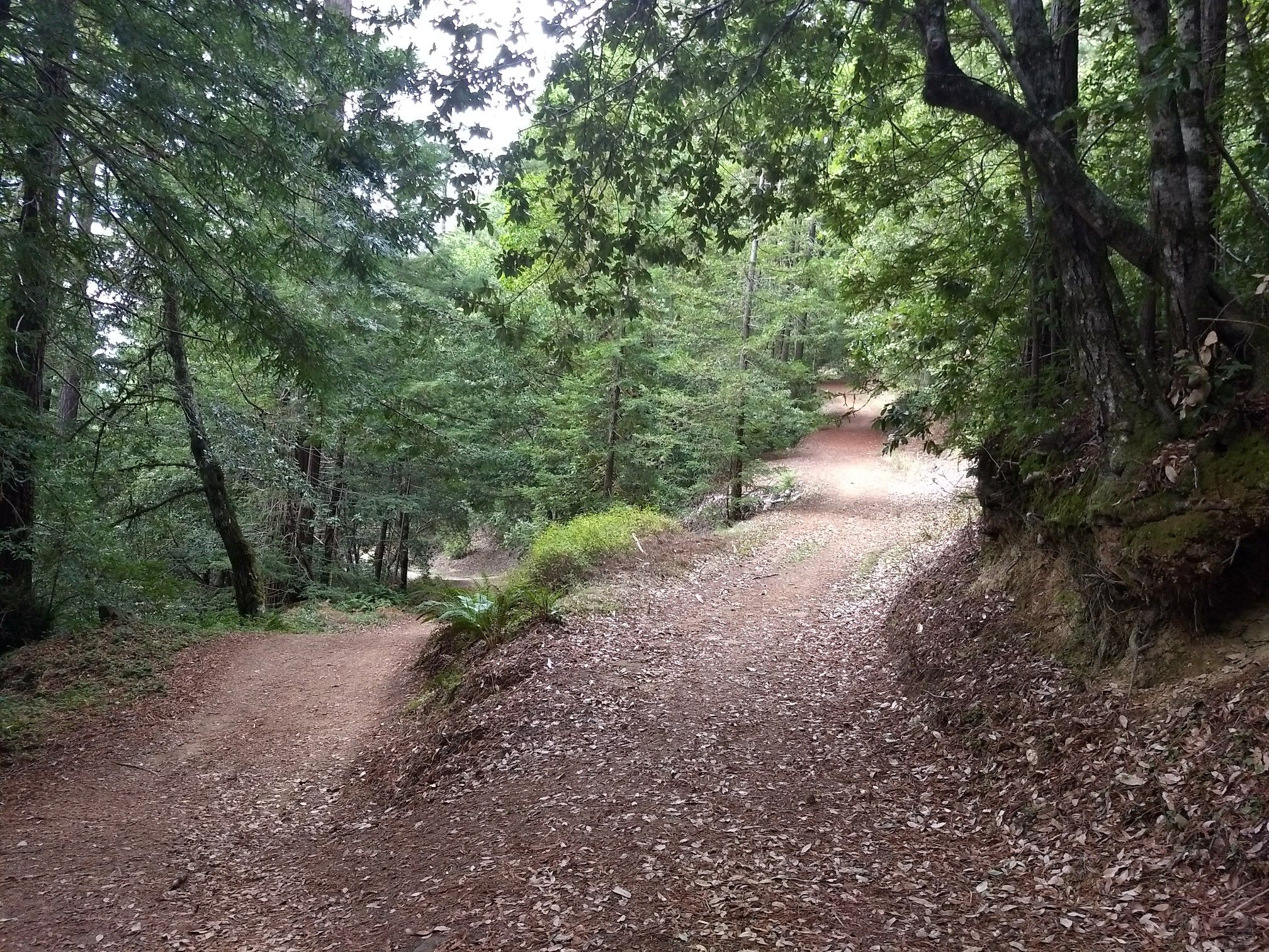 A dirt path forks in a dense, green forest under dappled light. - Purisima Creek Trail