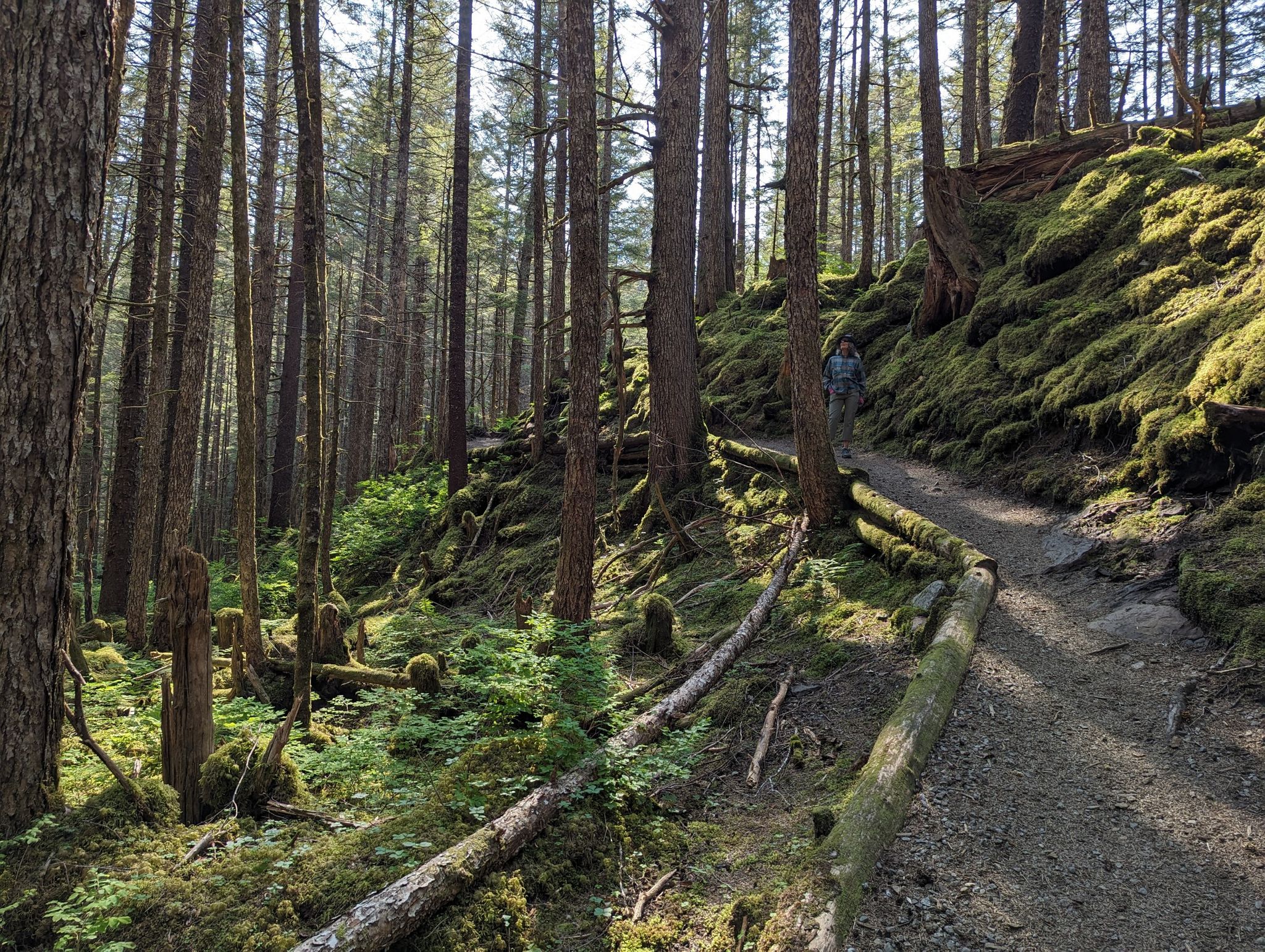 Person on a sunlit forest path winding uphill, surrounded by tall trees and moss. - East Glacier Trail