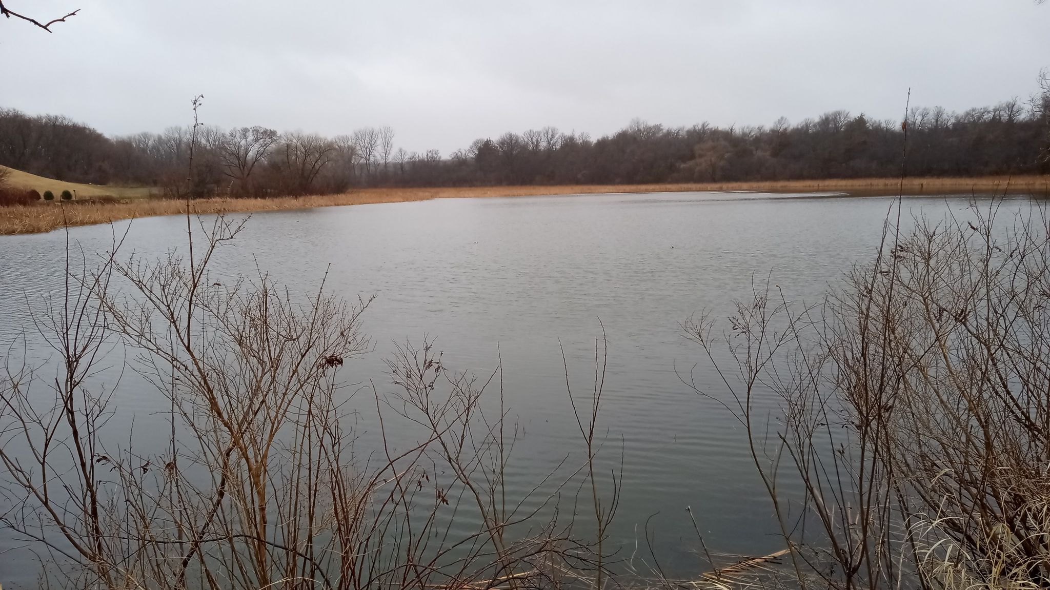 Overcast view of a calm lake surrounded by bare trees and dry reeds. - Lake Marion to Chub Lake Wildlife Management Area