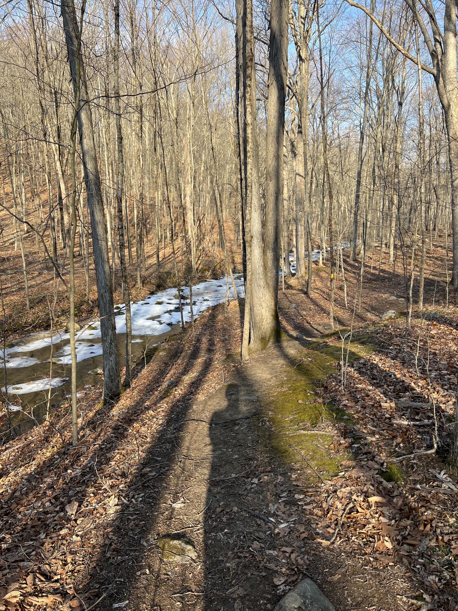 Sunny forest path beside a partially frozen stream, with a person's shadow. - Angle Fly Preserve Yellow Loop