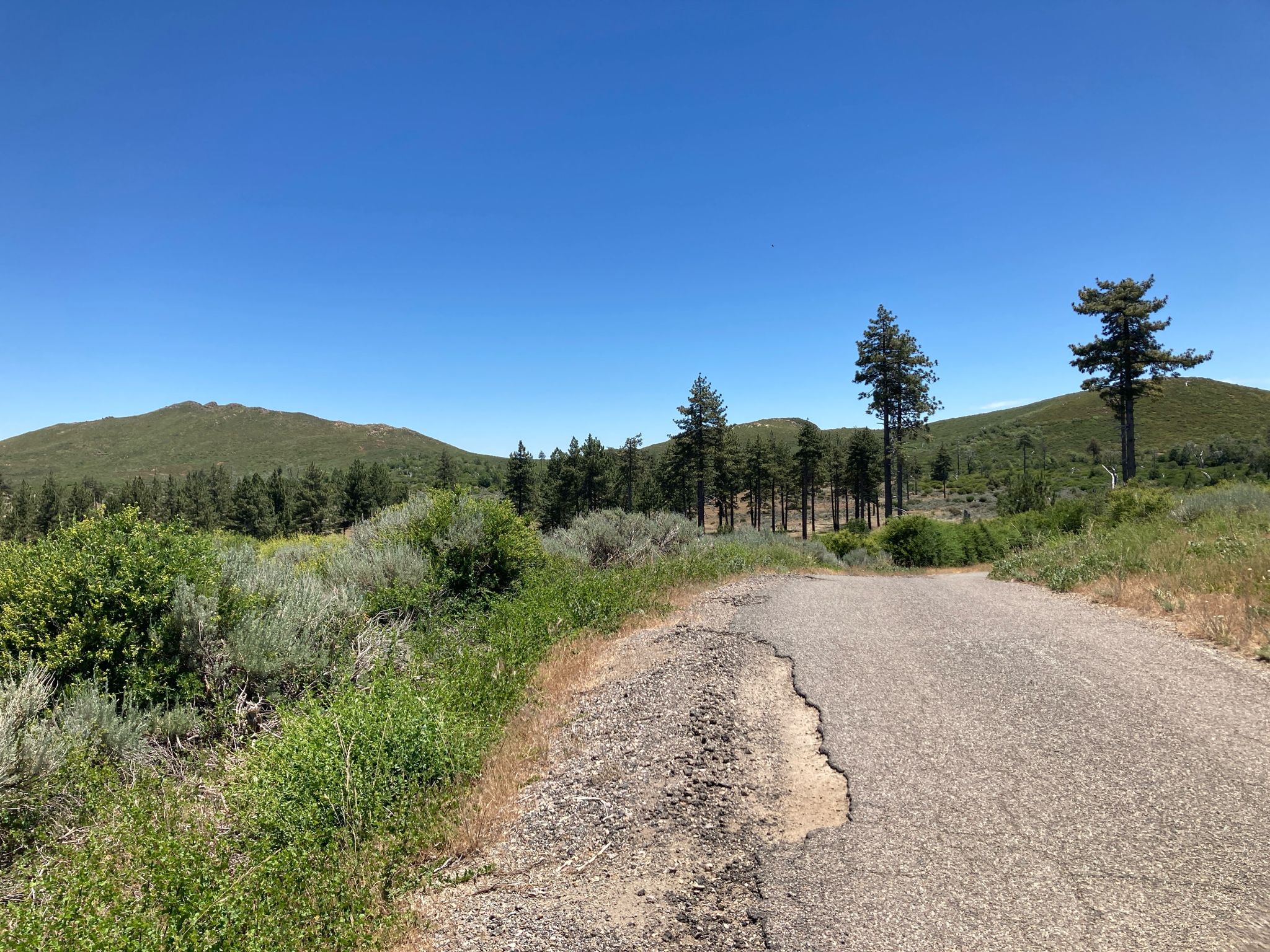 Paved road winding through green hills with scattered pine trees under a clear sky. - Noble Canyon Loop