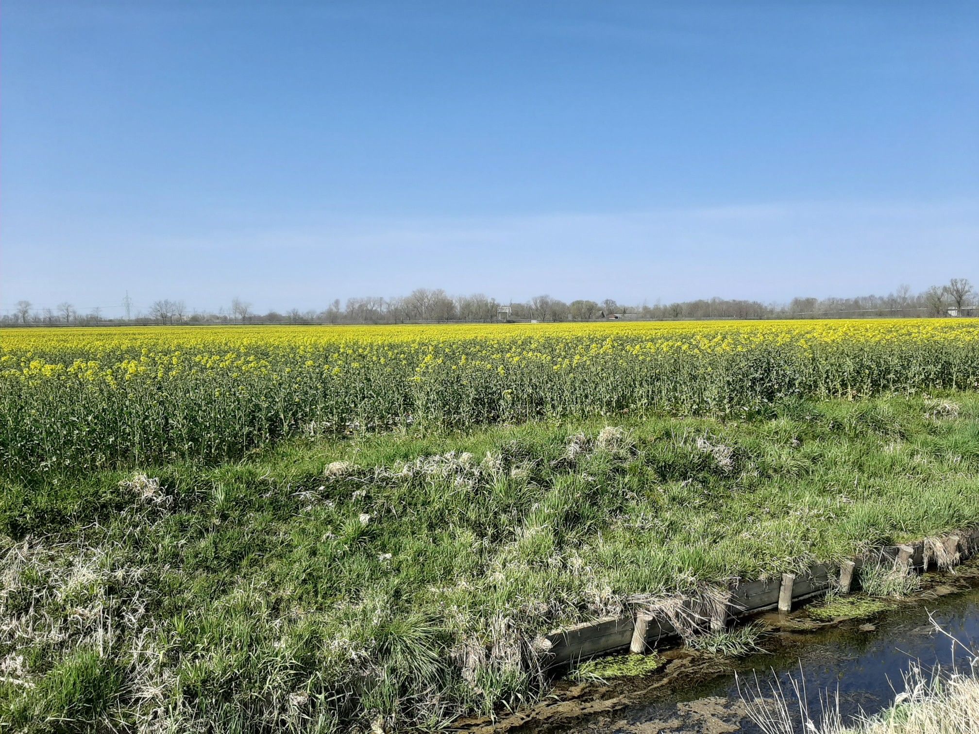 Die Rapsblüte beginnt
