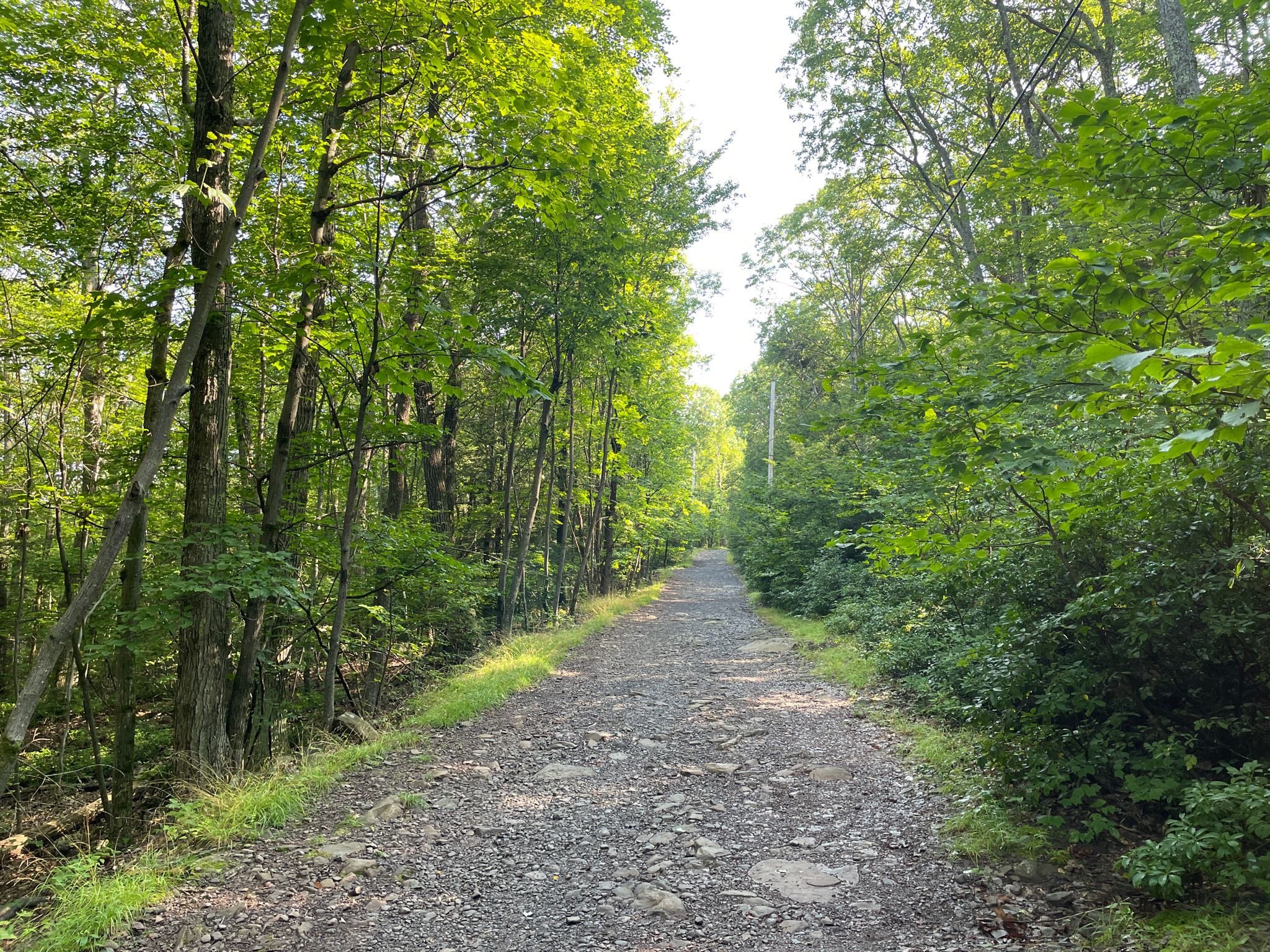 Sunlit gravel path winding through a tunnel of lush green trees. - Overlook Spur Trail