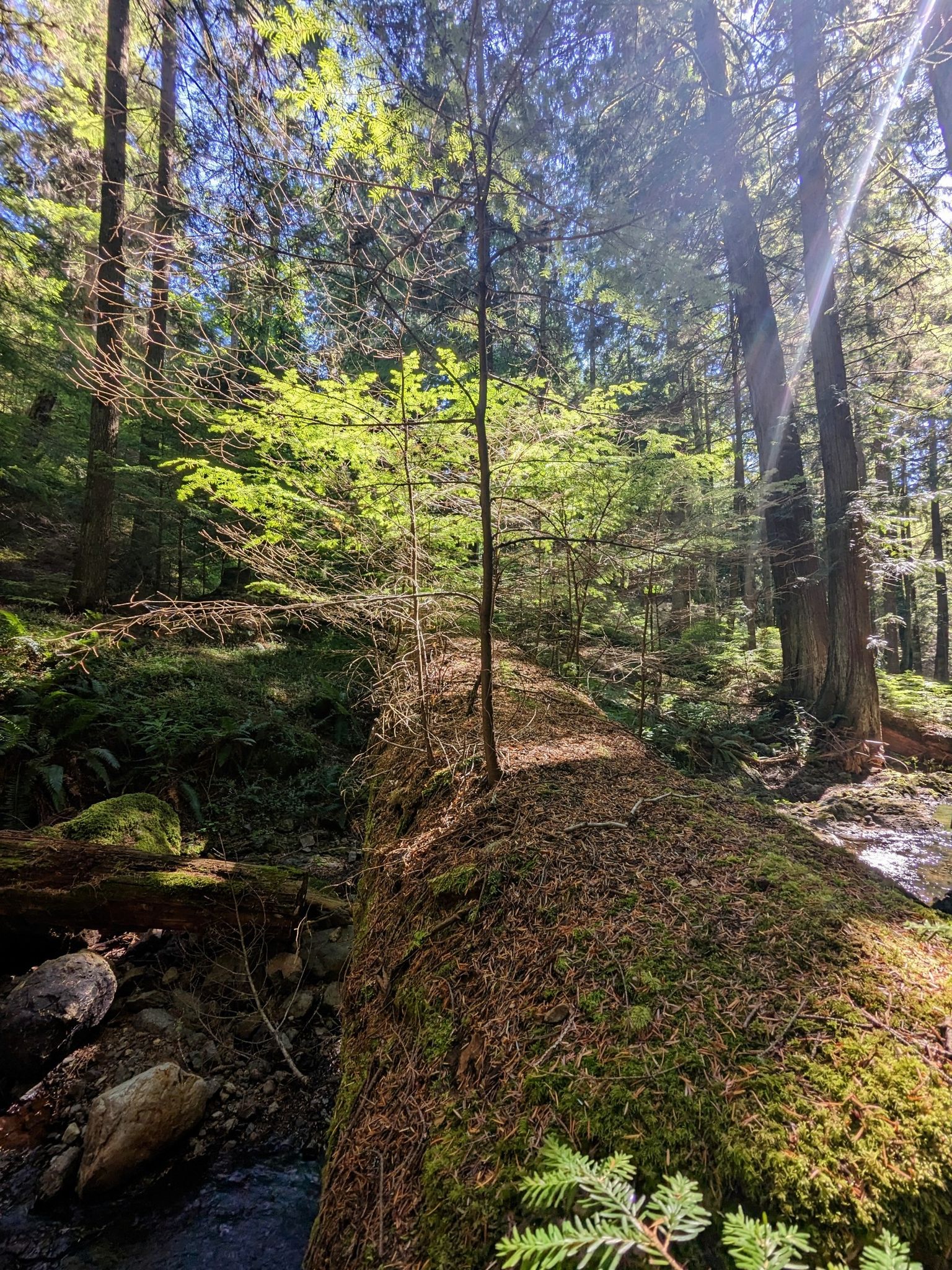 Sunlight illuminates a small tree growing on a mossy log in a forest. - Cascade Falls loop from Moran State Park