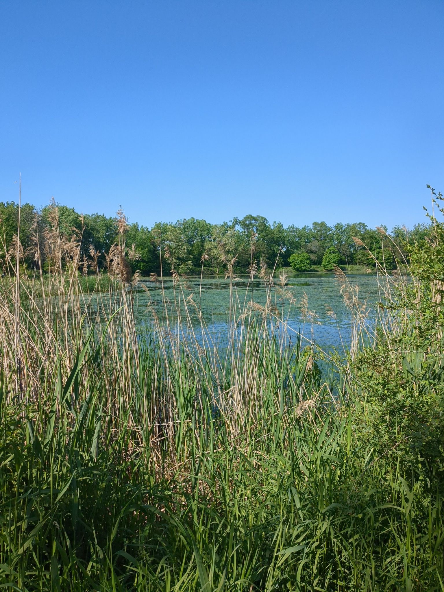 Tall green reeds frame a calm lake with distant trees under a clear sky. - Cal-Sag Channel – Cal-Sag Trail loop from Chicago Ridge