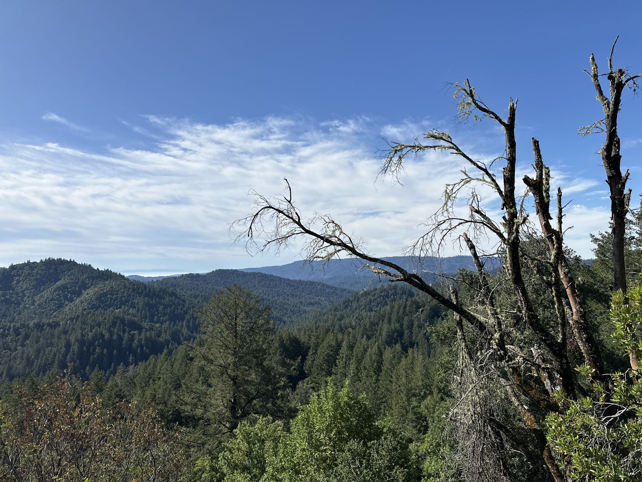 Sunny view of forested mountains with dead trees in the foreground. - Saratoga Toll Road and Travertine Springs Loop