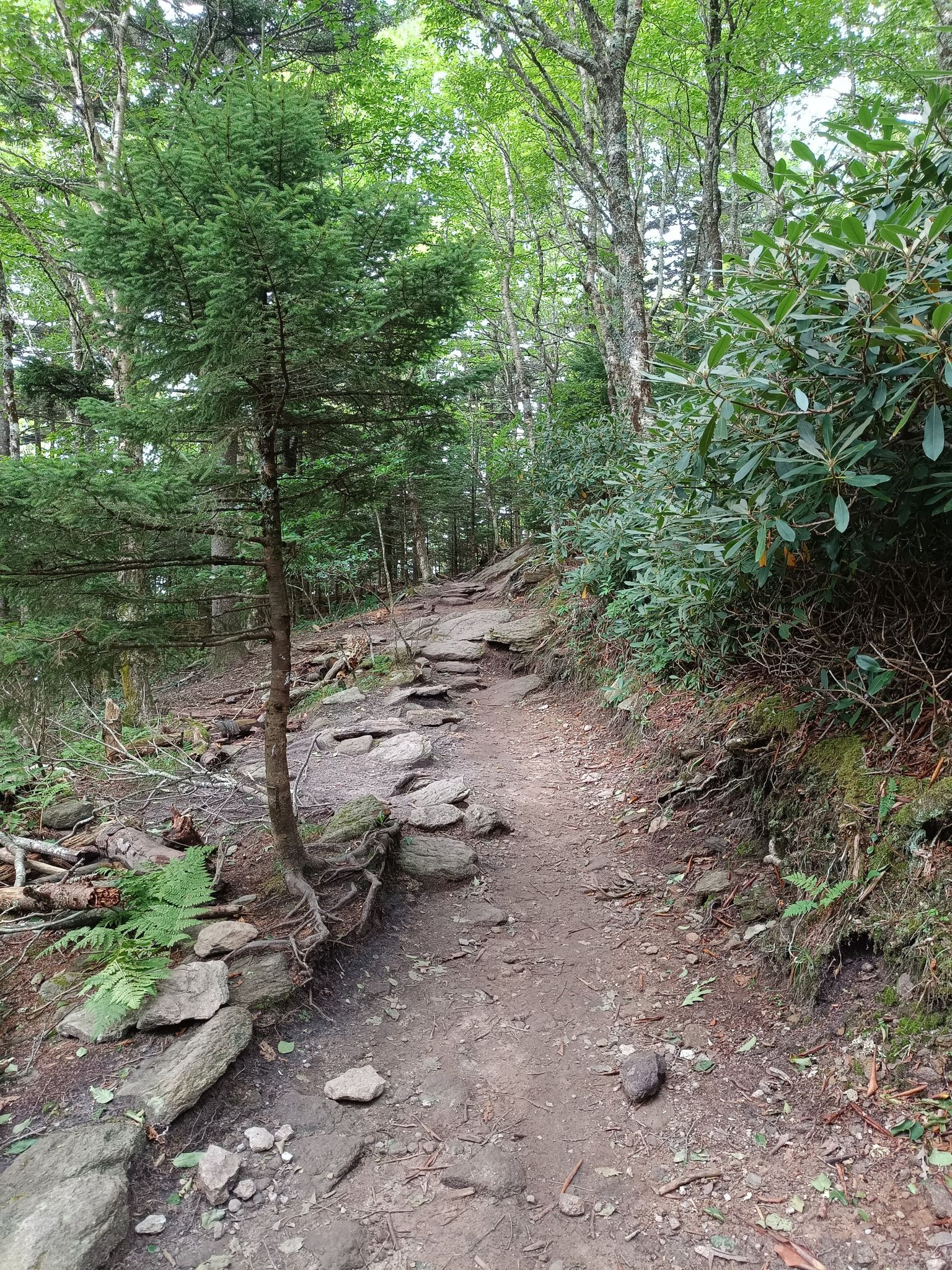 Dirt trail winding through a dense forest with rocks and small trees. - Mile High Swinging Bridge loop from Grandfather Mountain