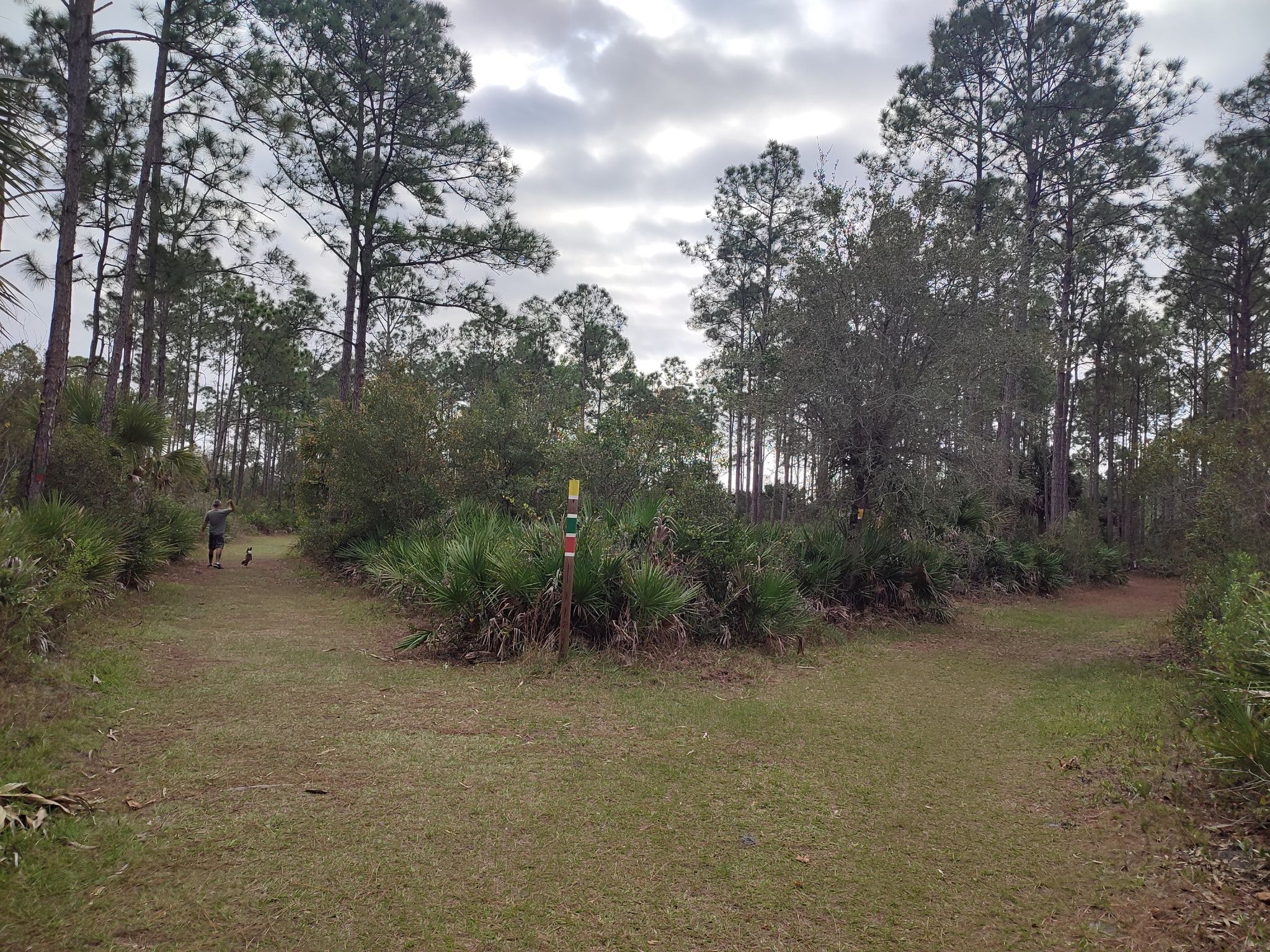 A person walks on a grassy path forking through a pine forest under cloudy skies. - CREW Marsh Trail