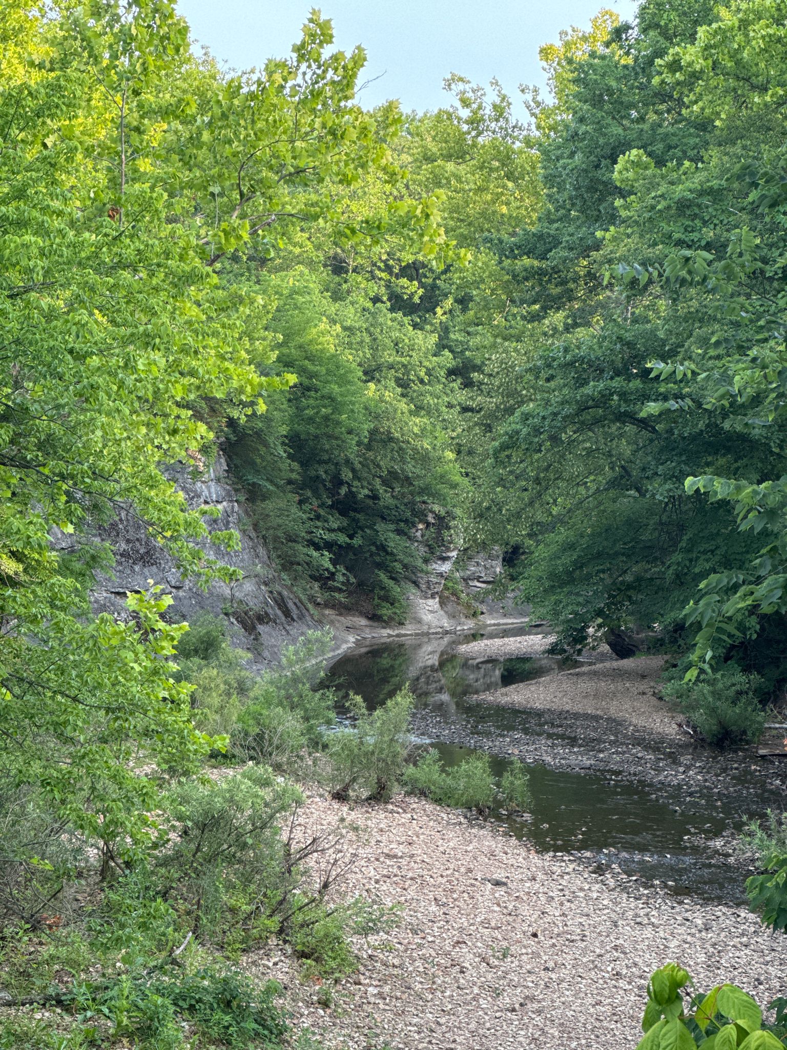 A rocky stream winds through a dense green forest in bright daylight. - Hinkson Creek Trail