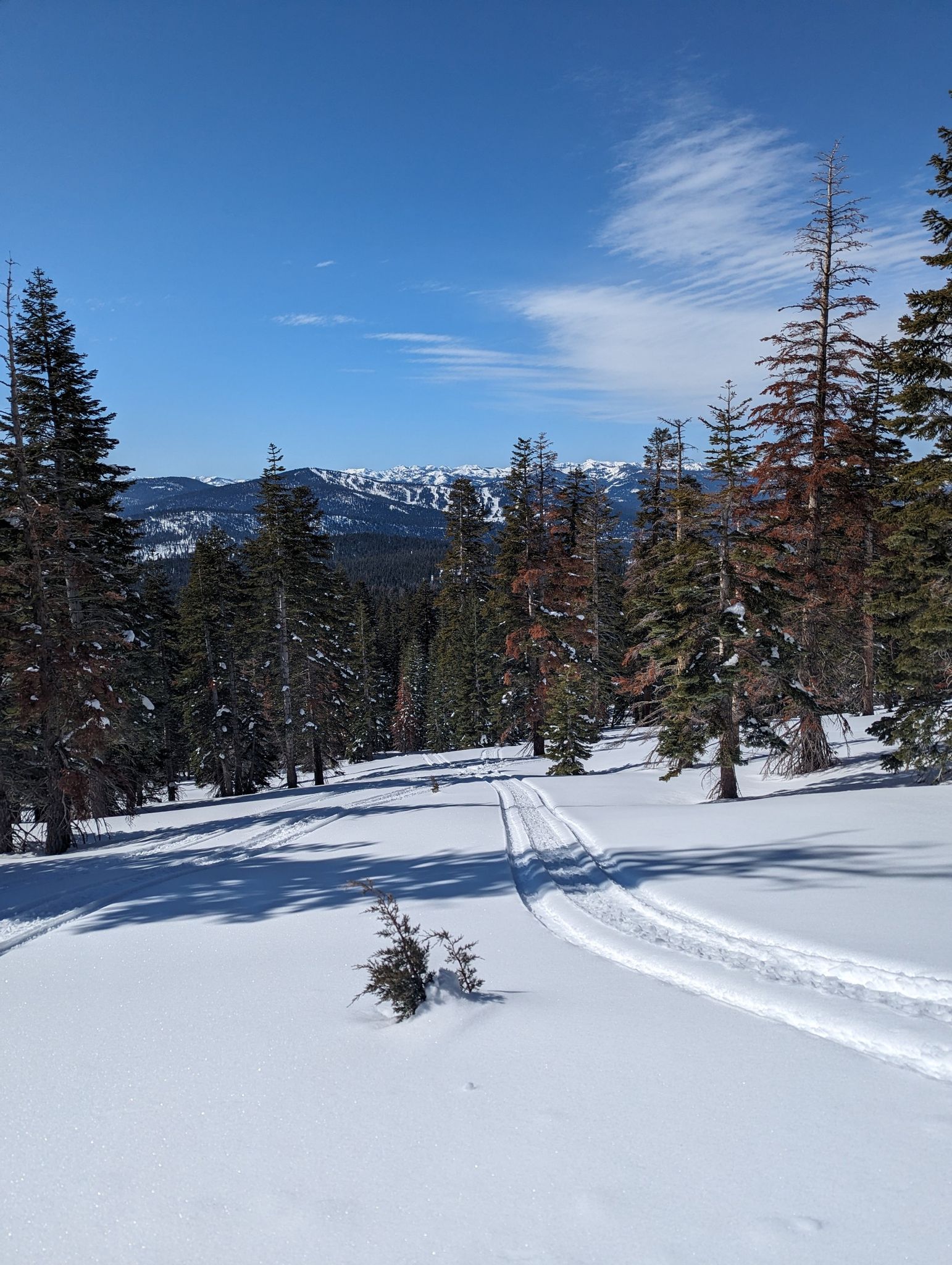 Ski tracks in deep snow through a sunny pine forest with distant mountains. - Martis Peak Lookout via Martis Peak Road