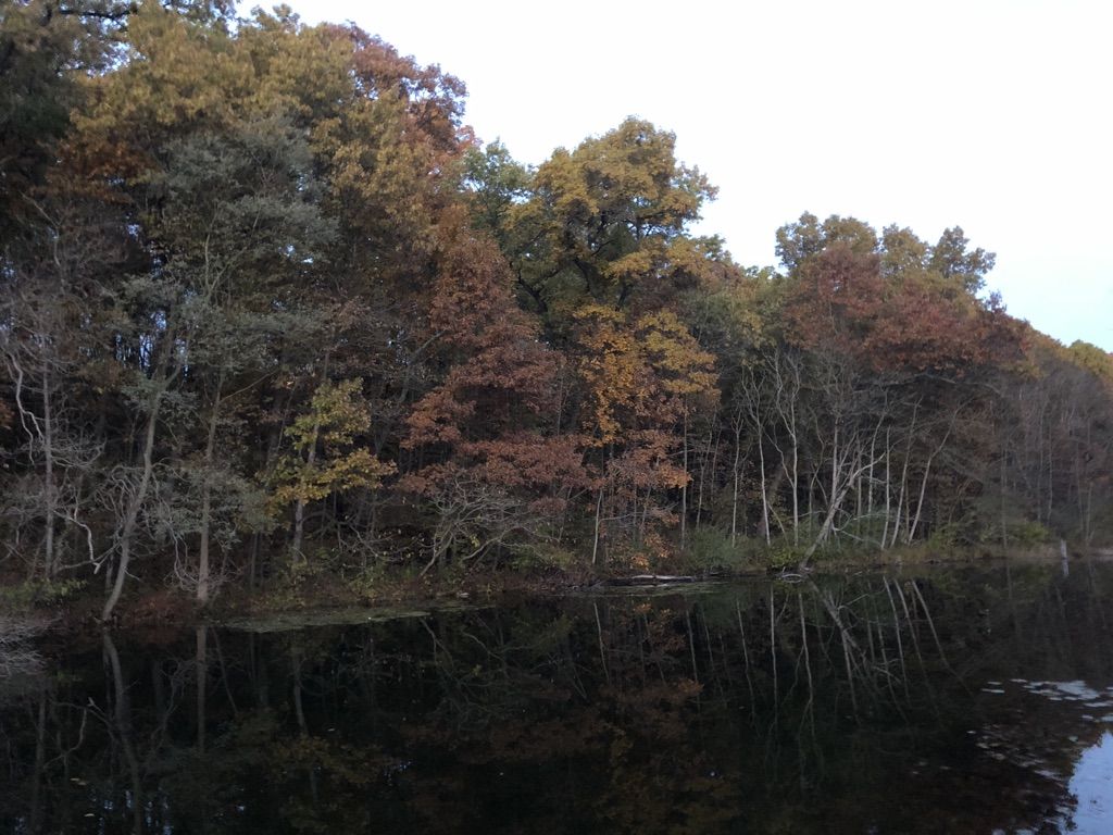 A calm lake reflects a forest of trees with colorful autumn leaves. - Foley Pond – Rudd's Dam loop from Lake Orion High School
