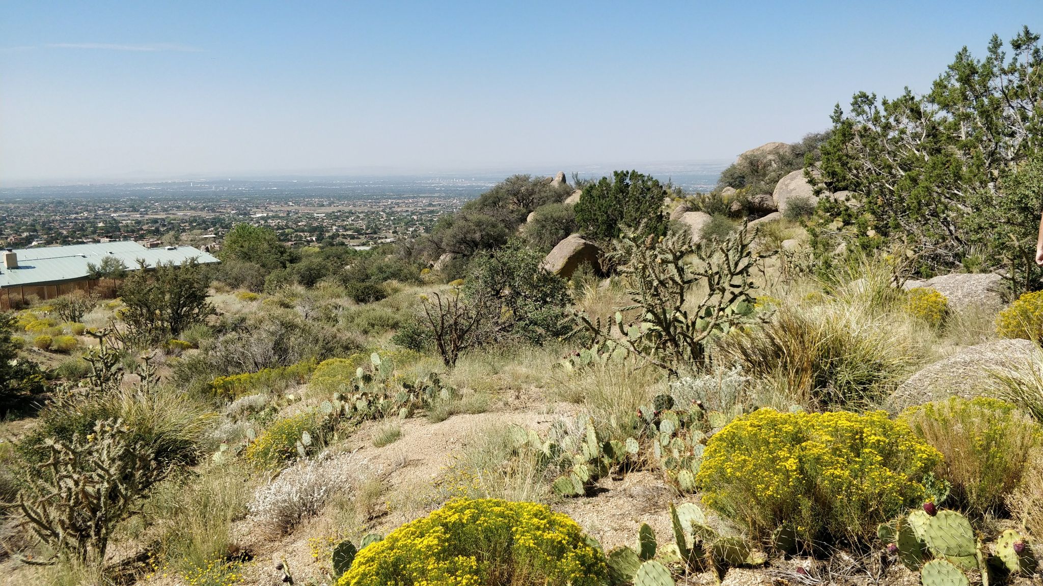 Desert landscape with cacti, rocks, and a distant city under a clear sky. - Piedra Lisa Trail