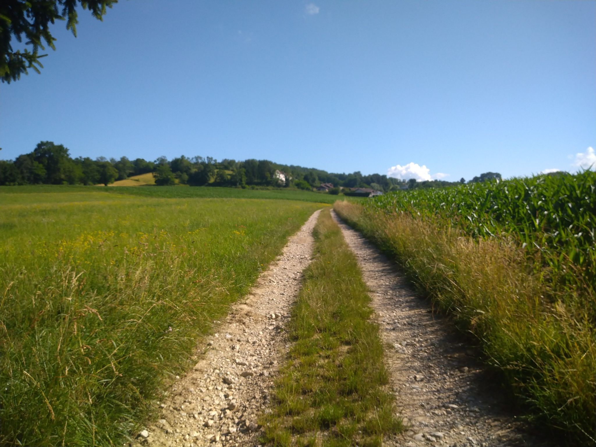 au milieu des champs 