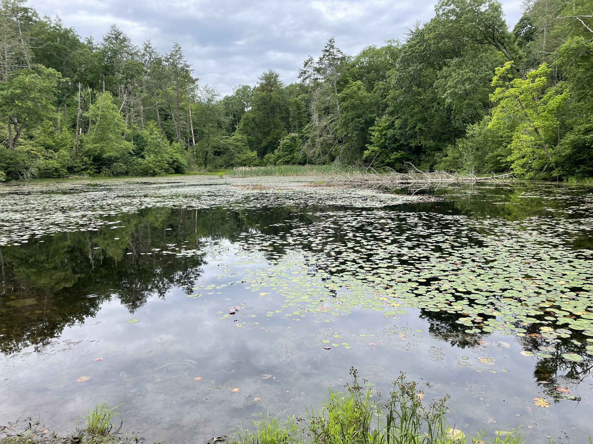 A calm pond covered in lily pads, surrounded by dense green trees. - Council Rock and Lookout Rock