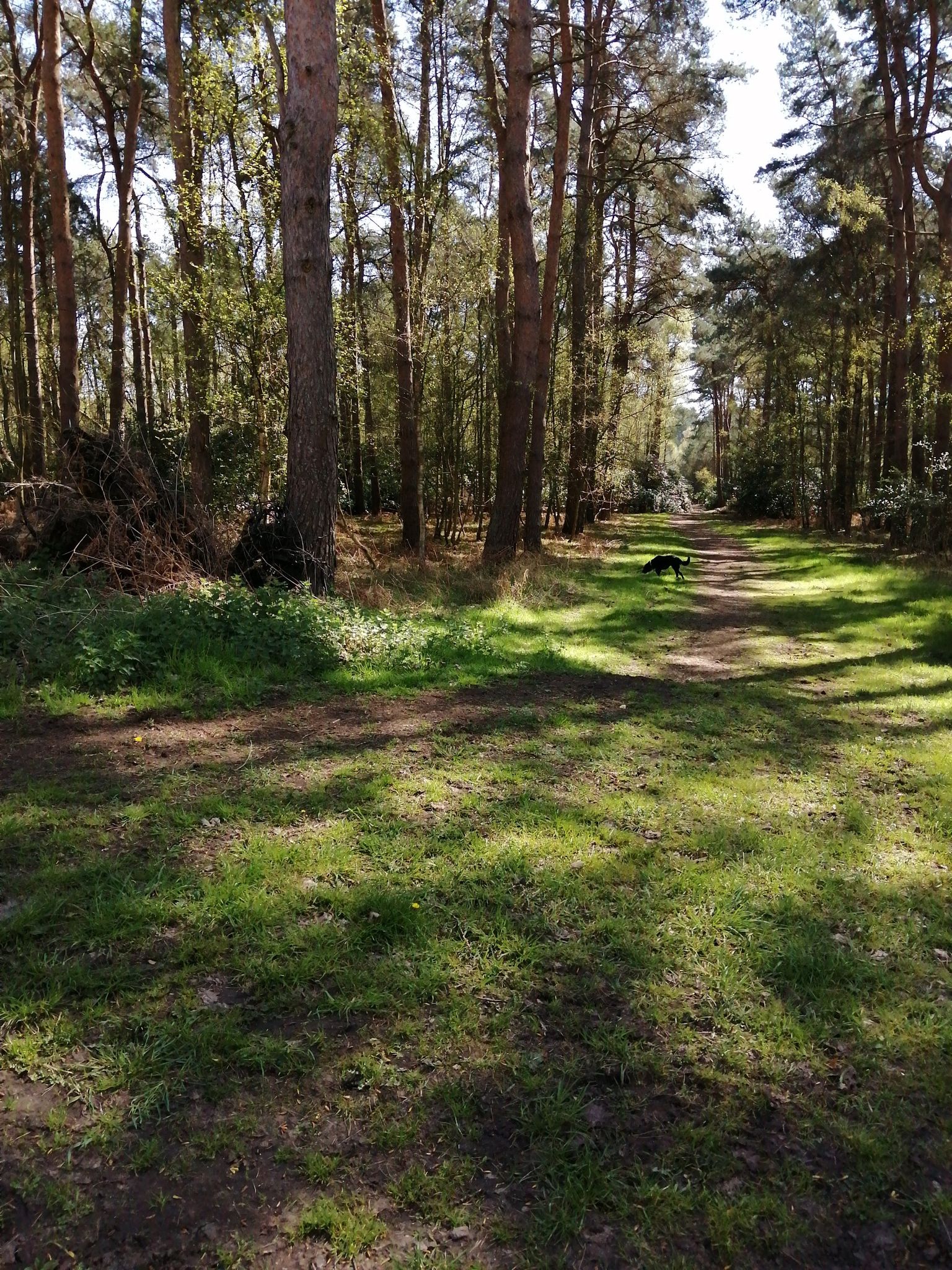 into Shouldham Warren