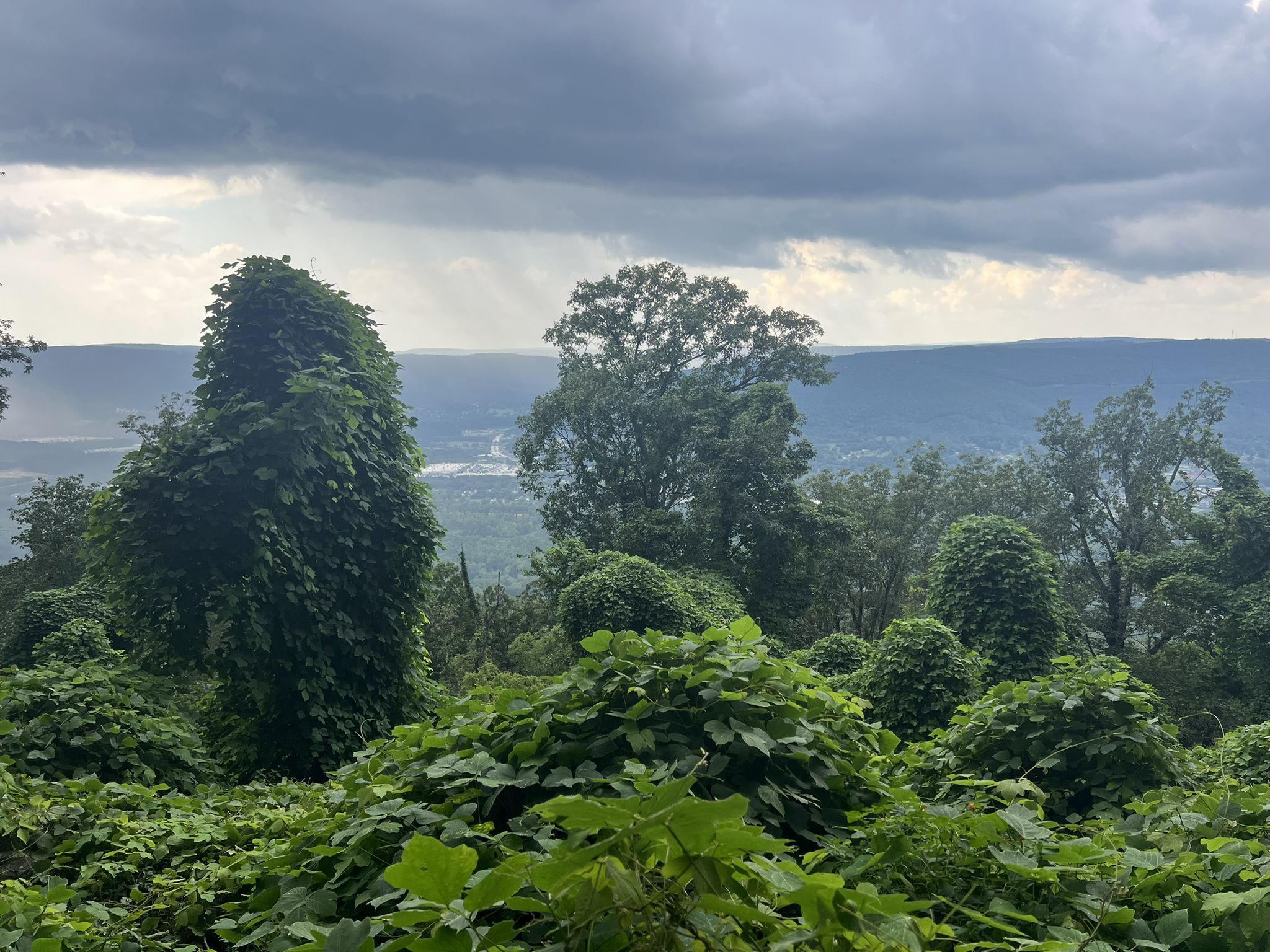 Lush green trees and dense foliage on a hillside under a cloudy sky. - Bluff Trail