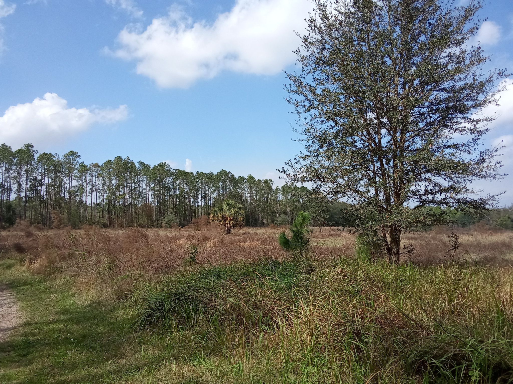 Open field with dry grass, distant pine forest, and a large tree under a blue sky. - Lakes Loop