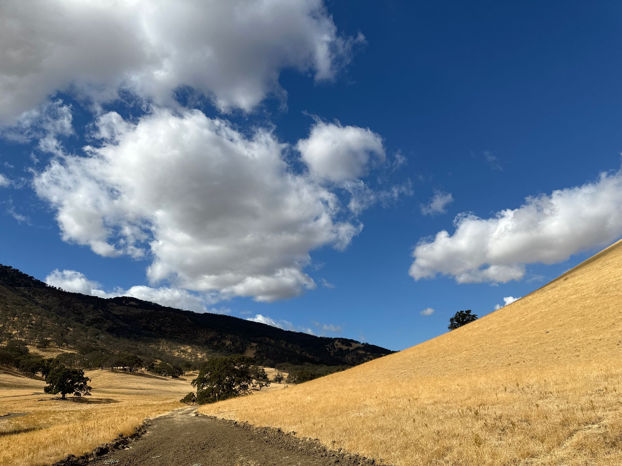 A dirt path winds through golden hills under a bright, cloudy sky. - Miwok and Murphy Meadow Trail