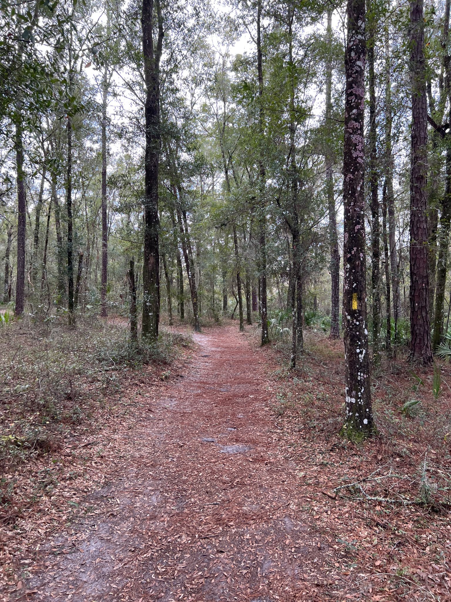A forest path covered in reddish leaves under an overcast sky. - Rainbow Springs Yellow Trail