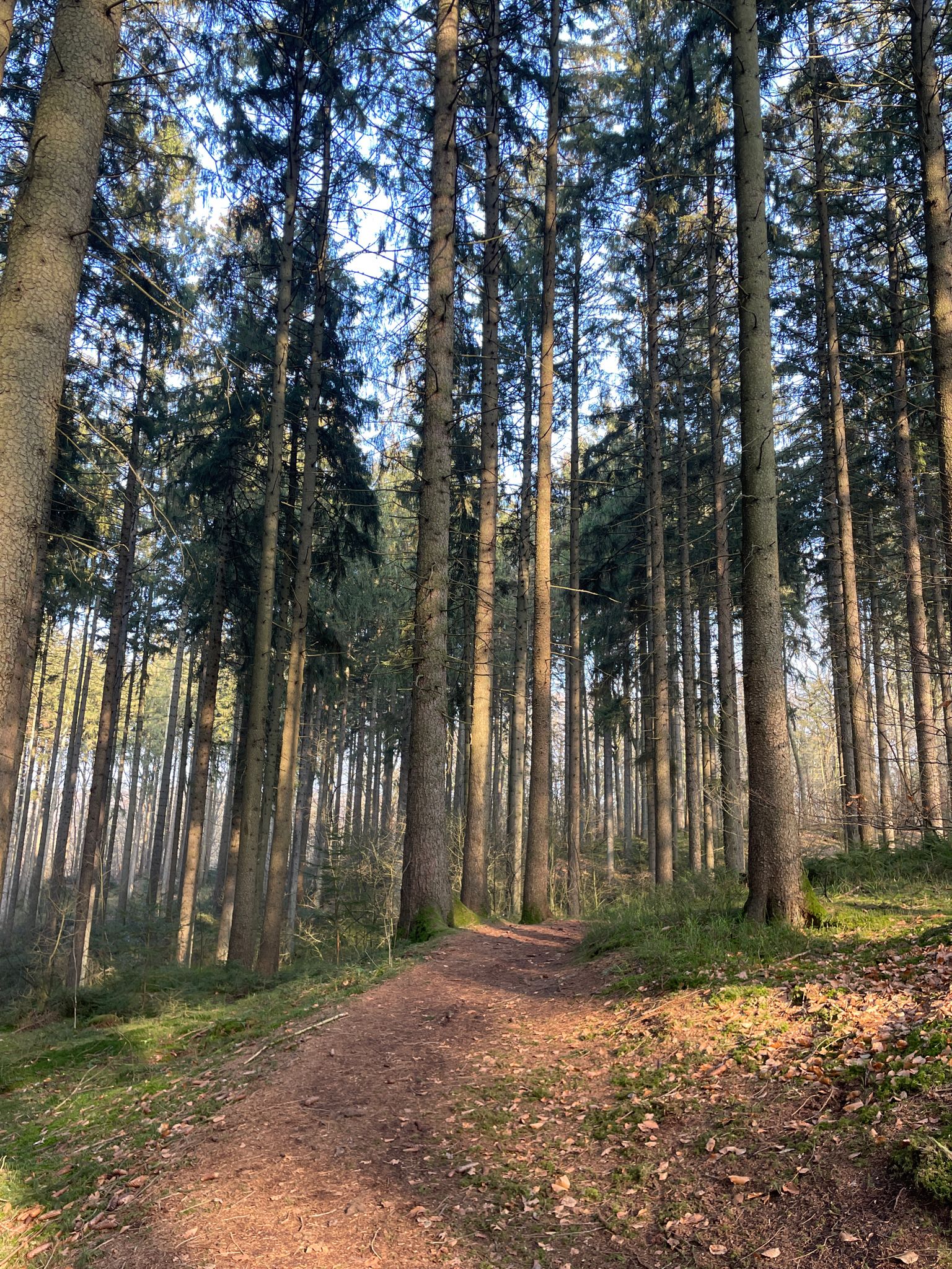 Sachsenwald - Schlangentrail