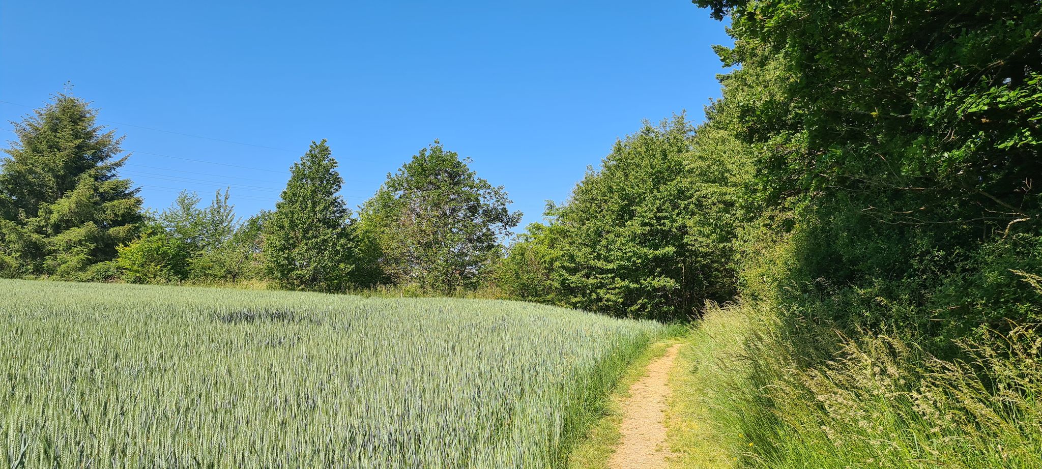 Schöne Kulturlandschaft -Kornfeld
