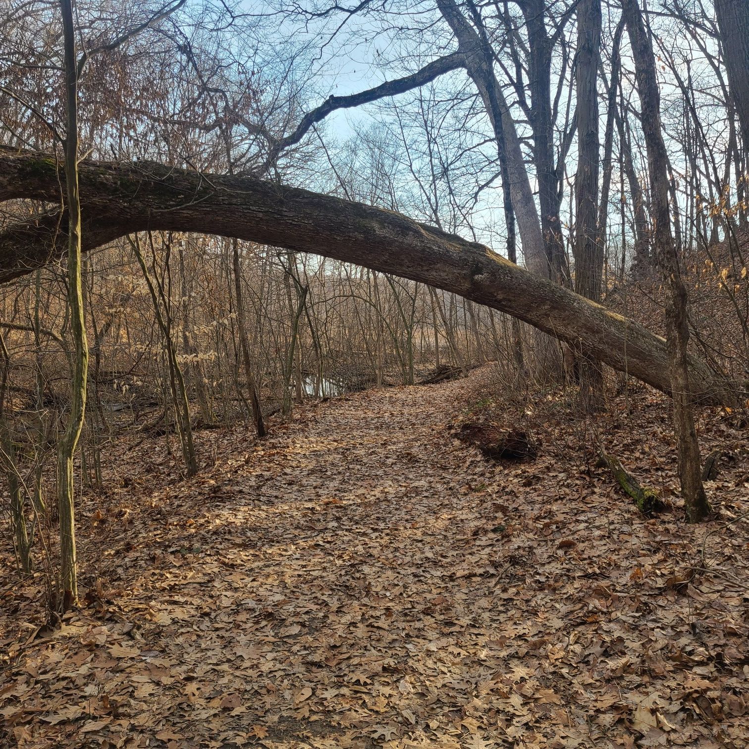 Forest path covered in fallen leaves, with a large fallen tree arching over. - Hiking loop from Shelter 2